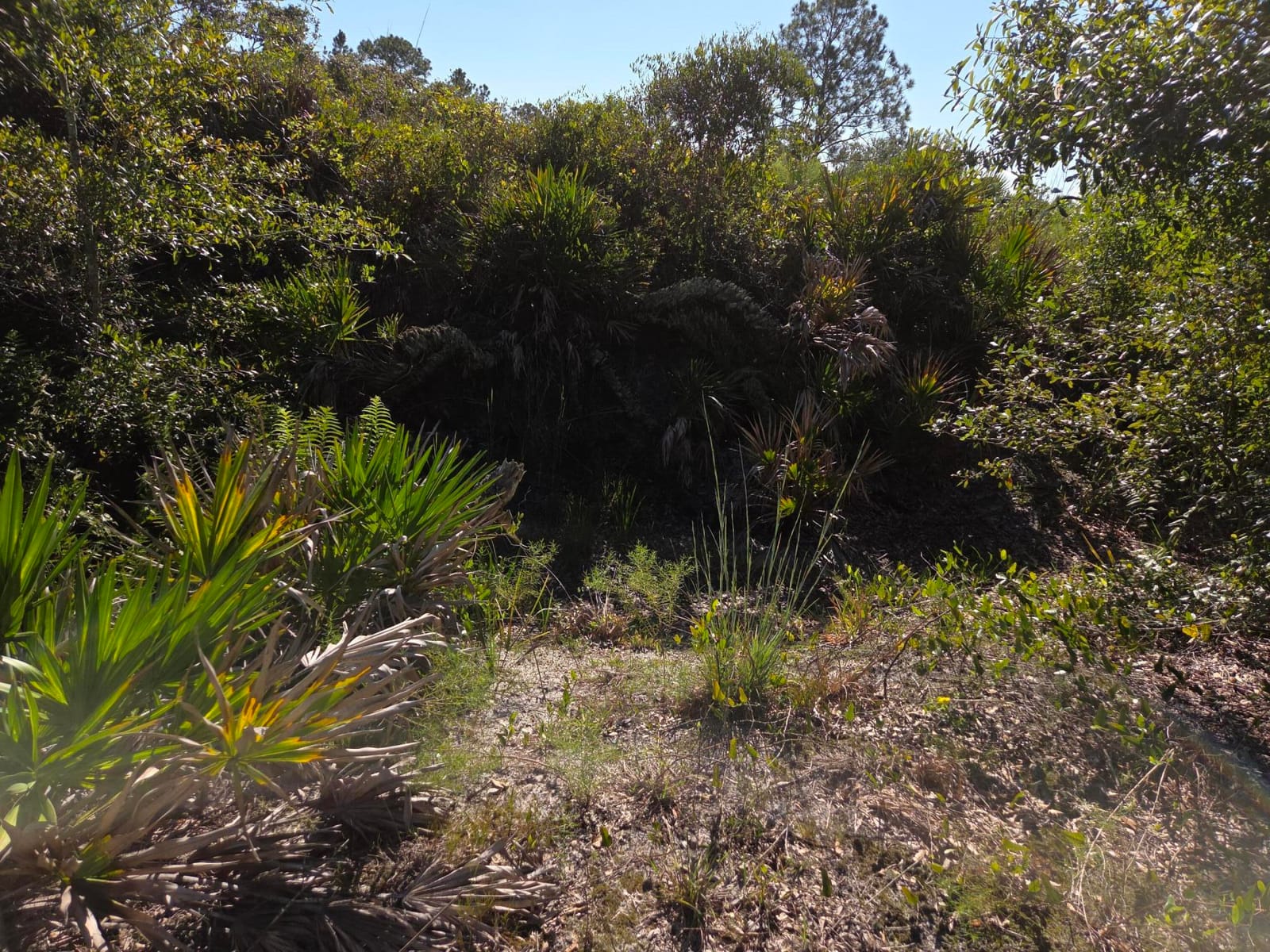 18336 NW 308th Street, Okeechobee, FL 34972 photo 6