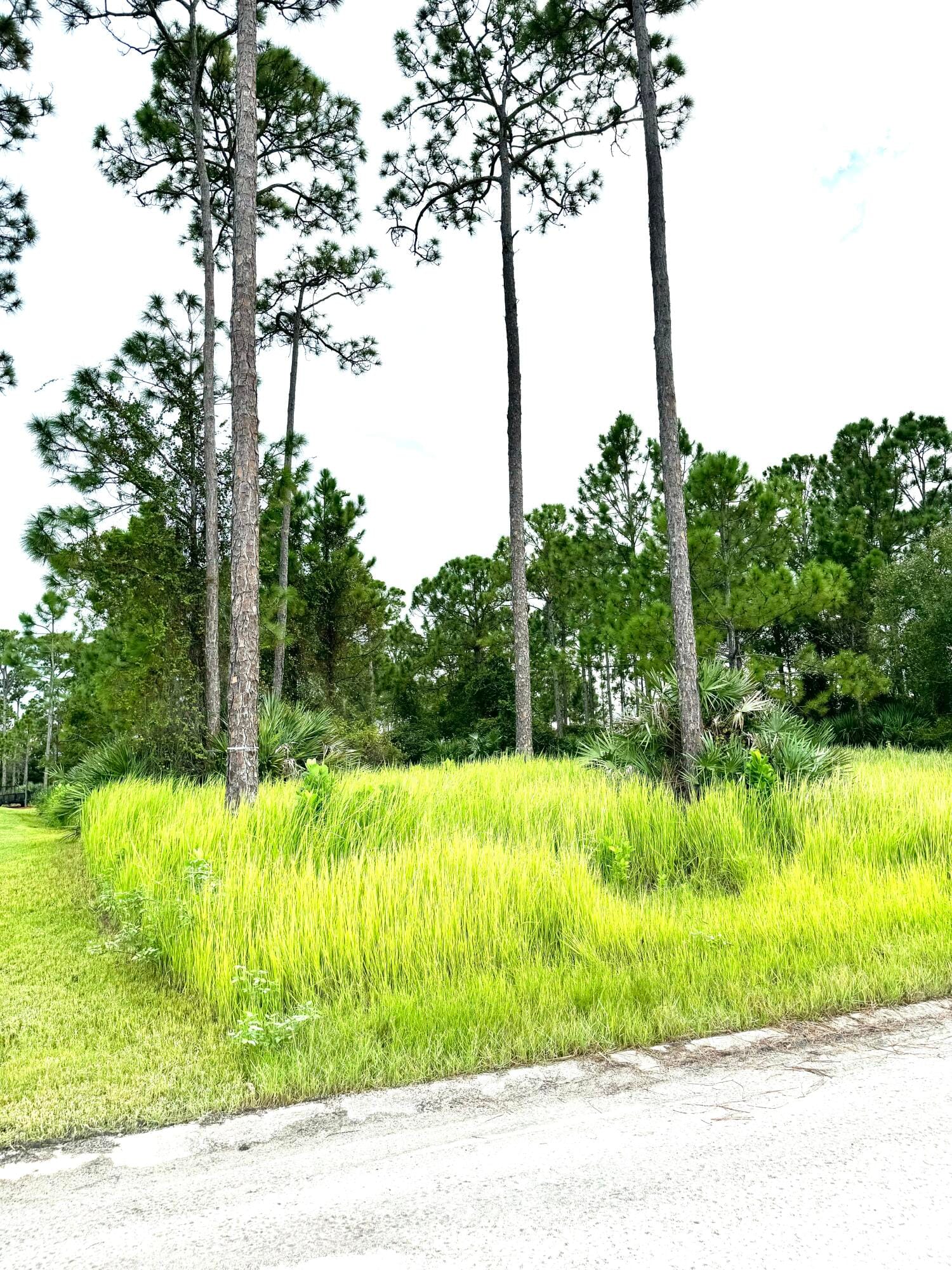 10615 Sugar Pine Drive — photo 11