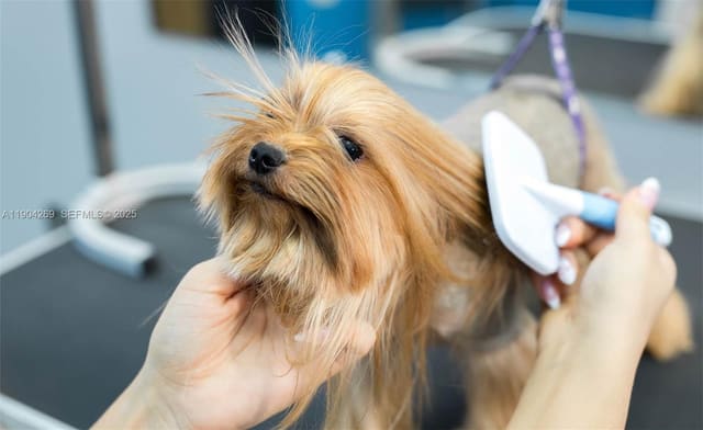 Pet Grooming, Pompano Beach, FL 33060