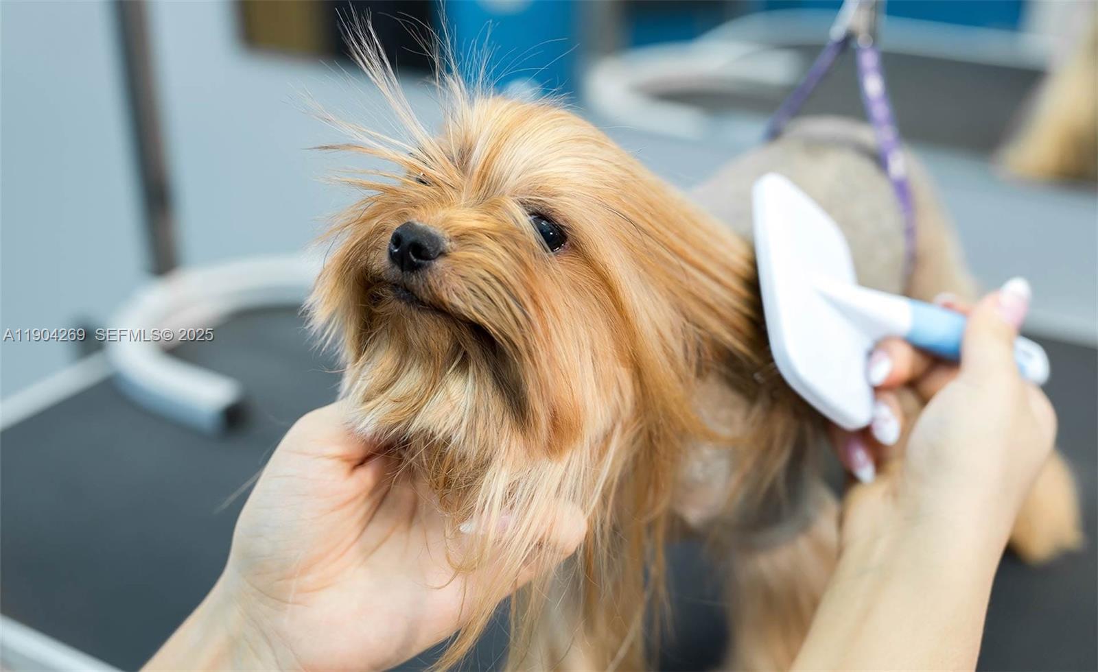 Pet Grooming, Pompano Beach, FL 33060, Pompano Beach