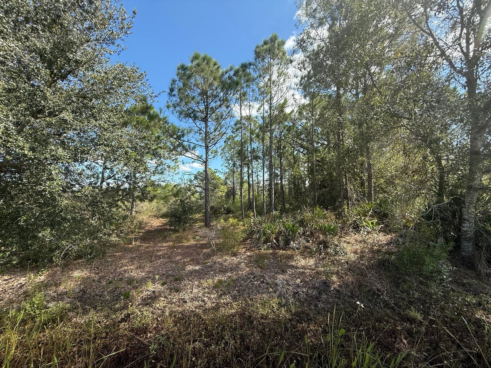 15991 NW 312th Street, Okeechobee, FL 34972 photo 5
