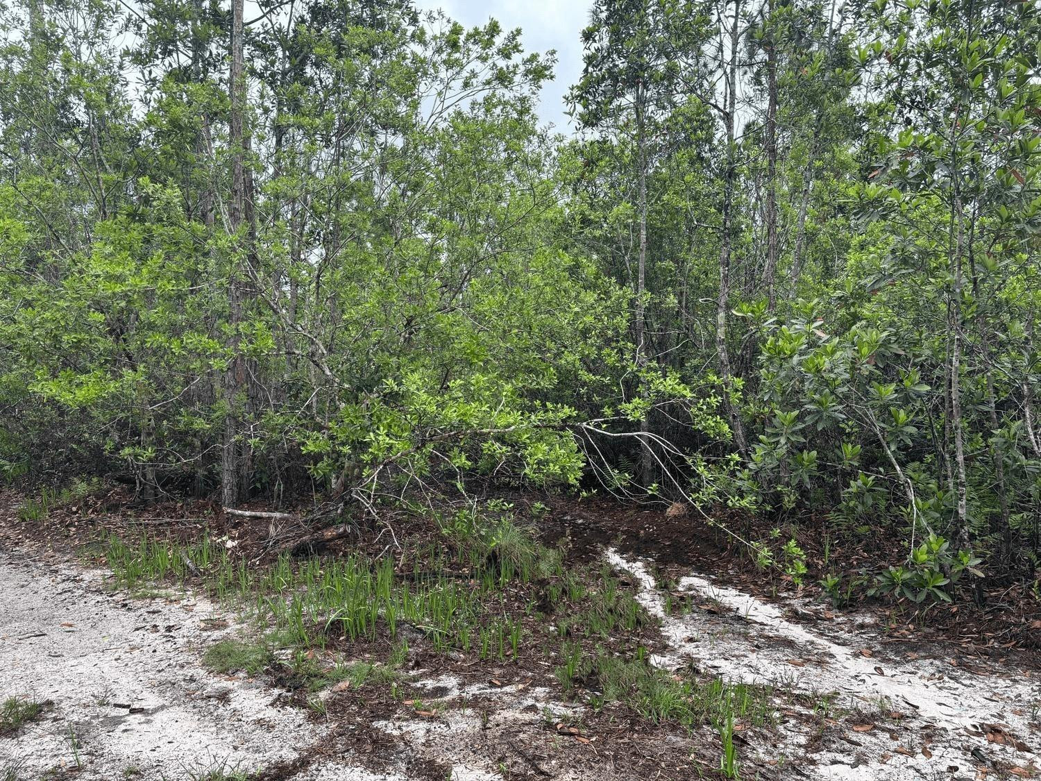 0 Holopaw Groves Road, St. Cloud, FL 34772, St Cloud