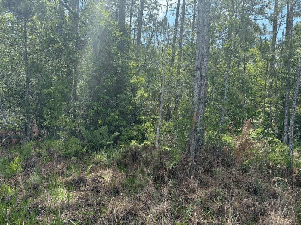 0 Holopaw Groves Road — photo 2