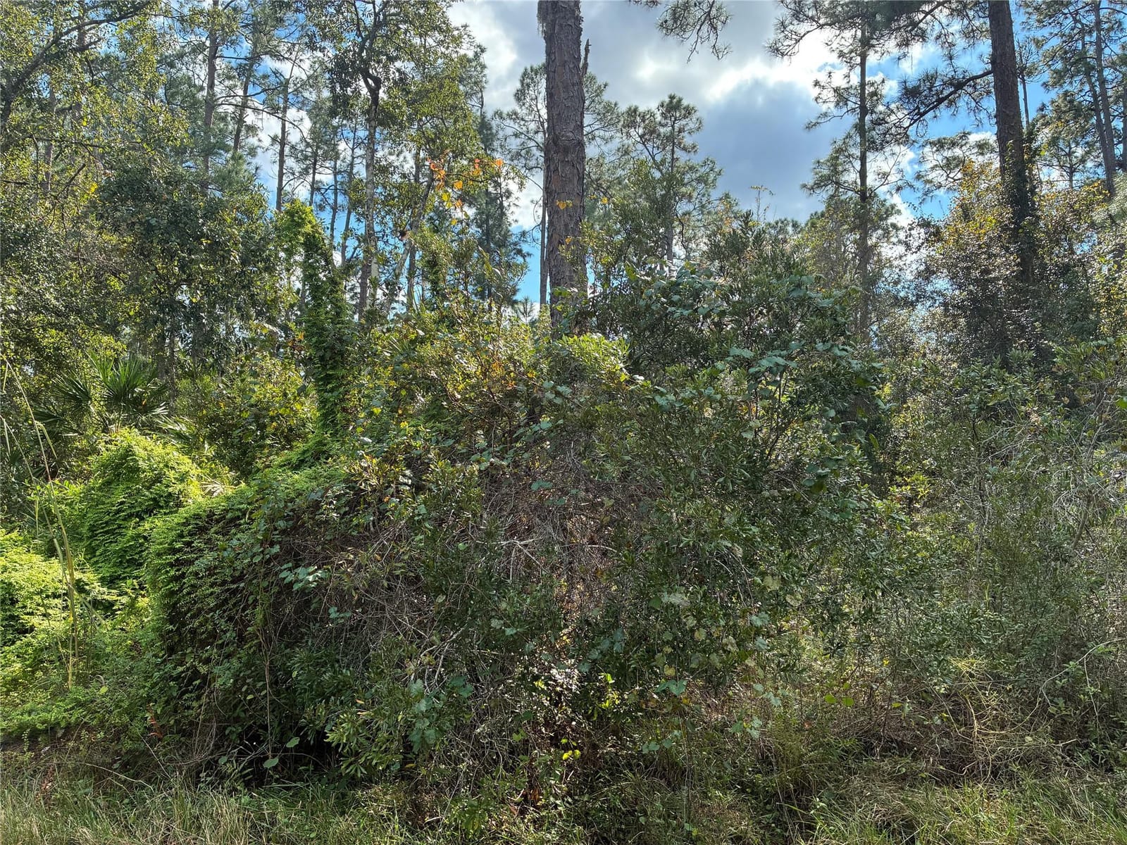 Lot 15 Park Avenue — photo 4