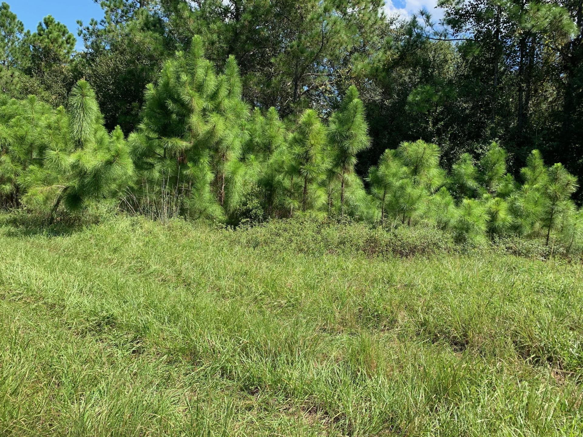 0 Old Grade Road, FL 33868, Polk City