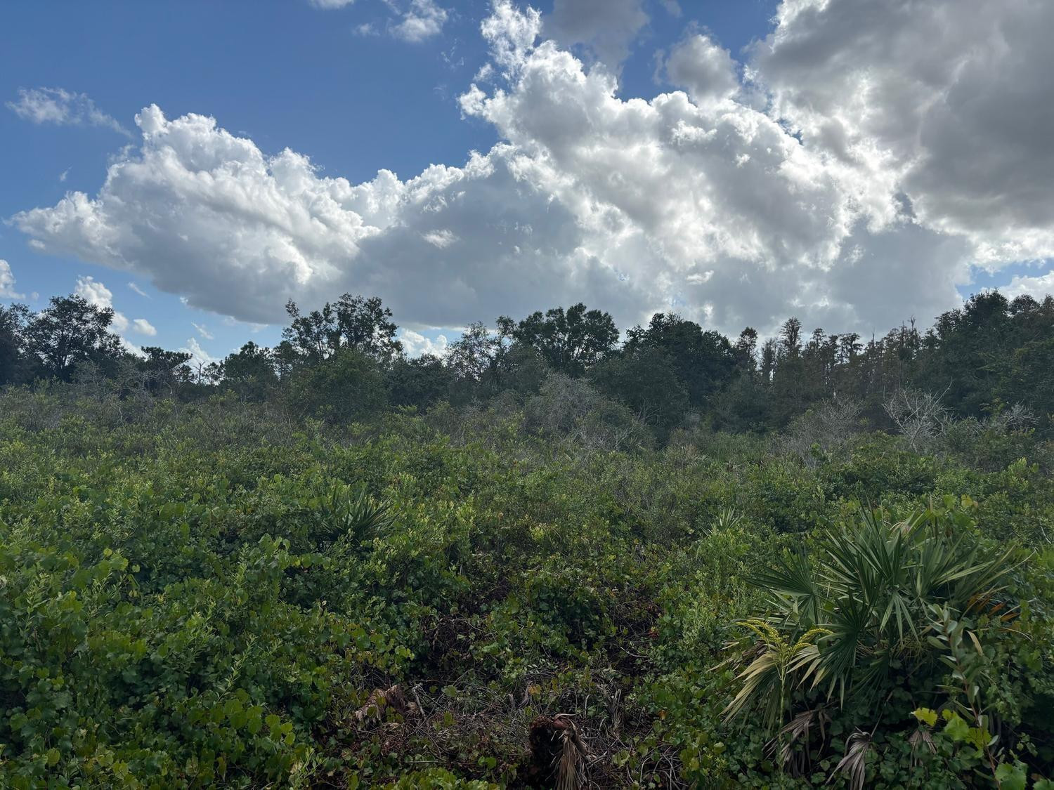 0 County Rd 54, Kathleen, FL 33849, Kathleen