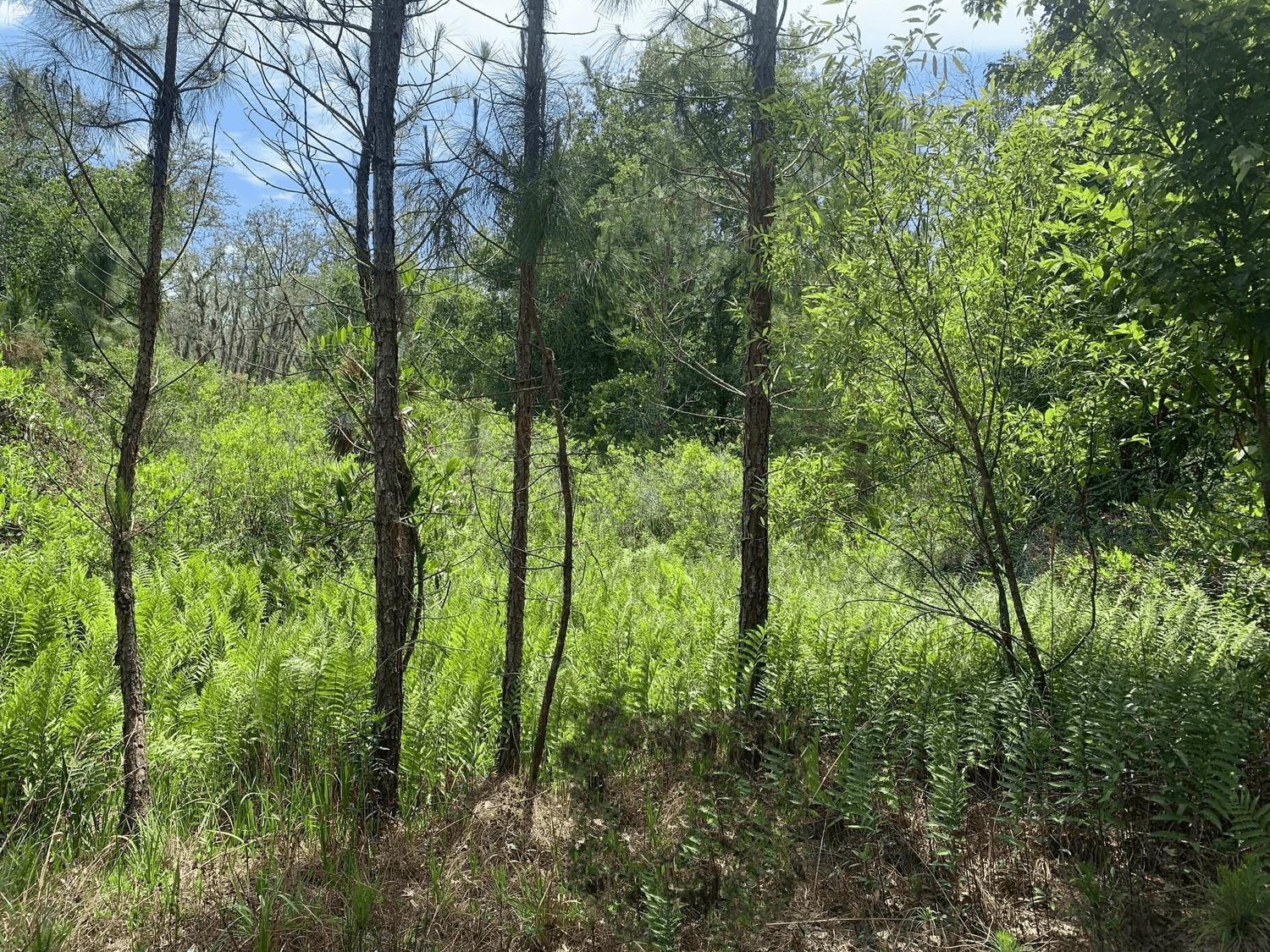 0 County Rd 54, Kathleen, FL 33849, Kathleen