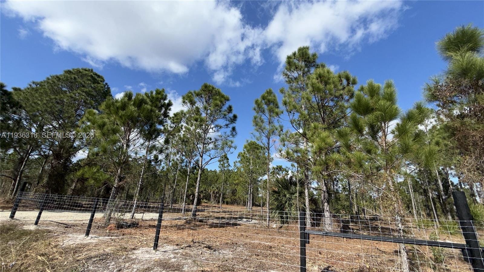 17975 NW 298 Street, Okeechobee, FL 34972 photo 5