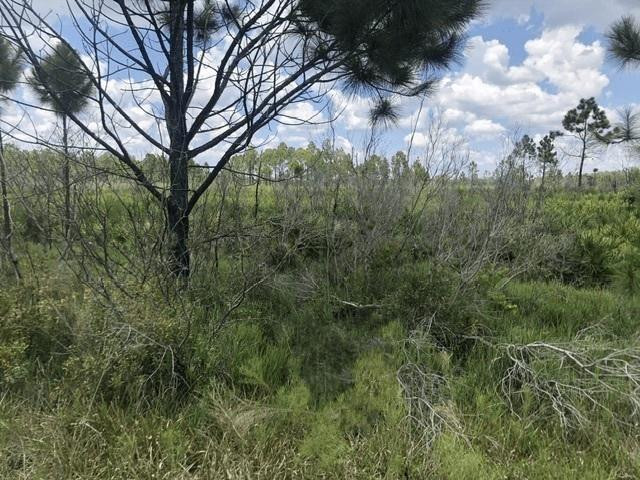 0 Xeriscape Nursery Road, Frostproof, FL 33843, Frostproof
