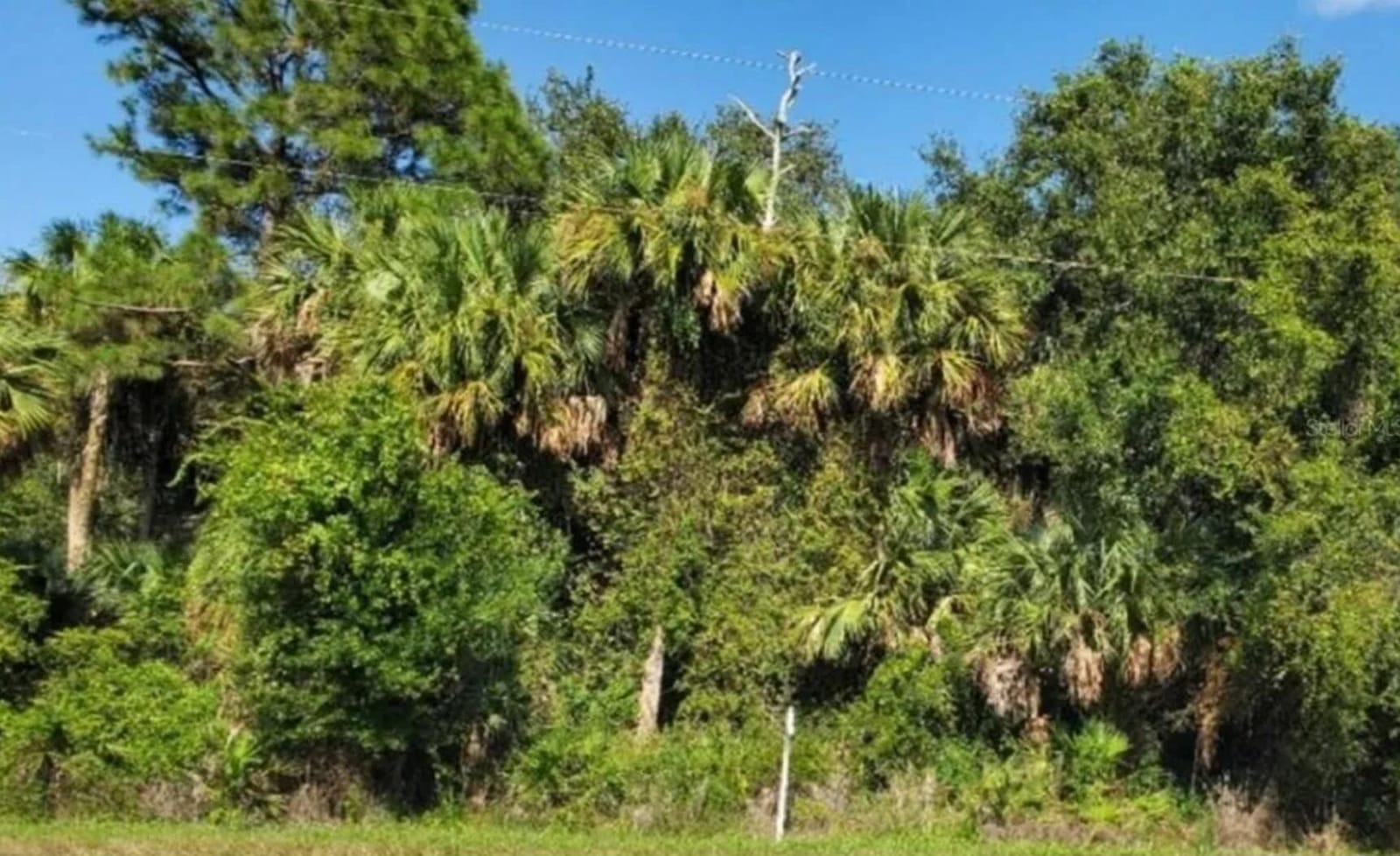 3822 Hwy 98 N, Okeechobee, FL 34972 photo 2