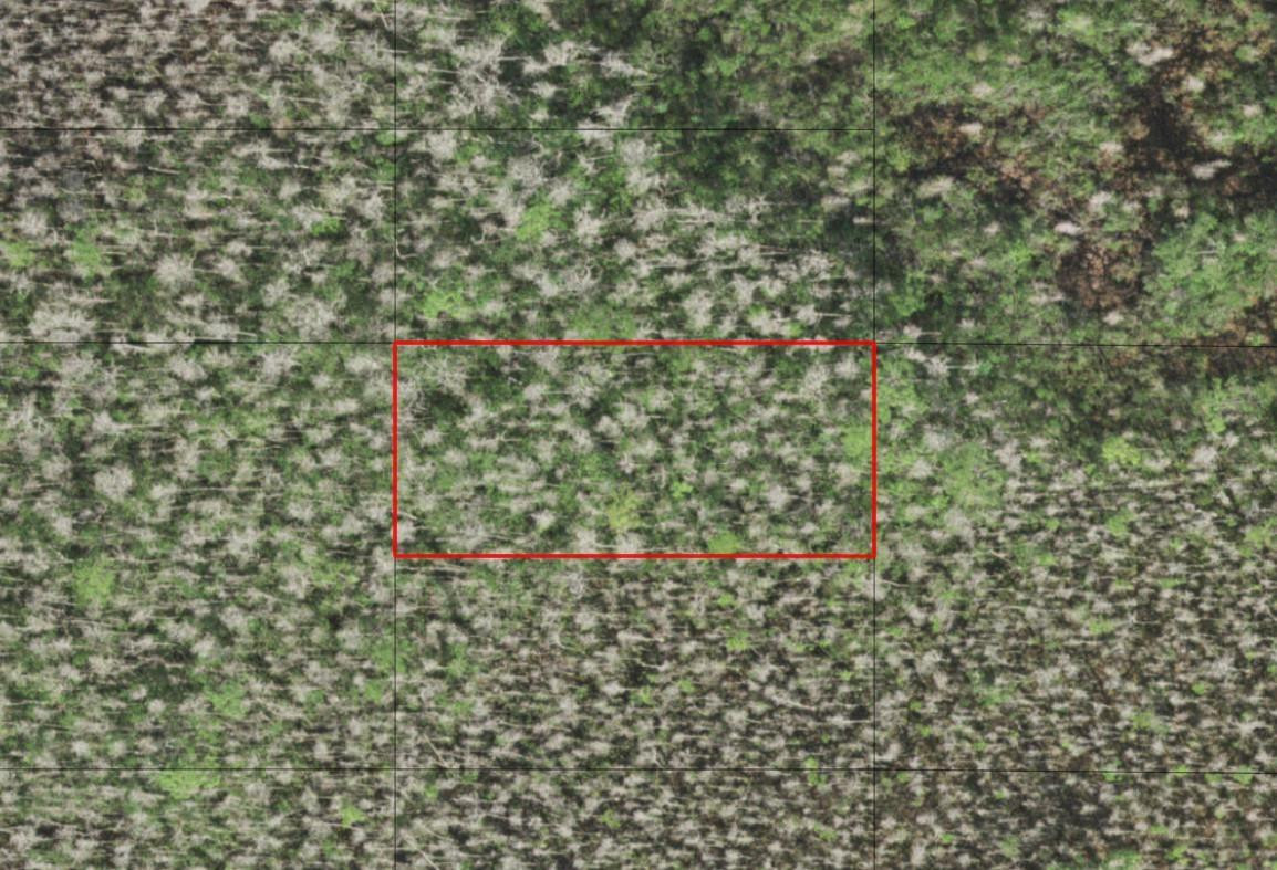 0 Holopaw Groves Road, St. Cloud, FL 34772, St Cloud