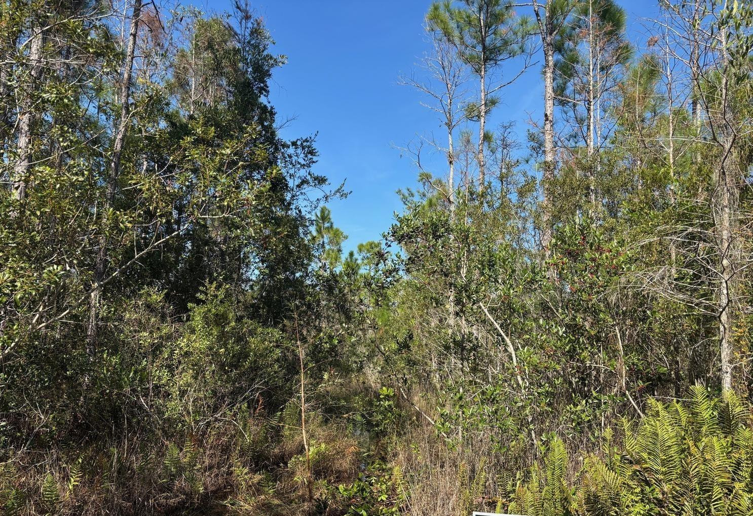 0 Holopaw Groves Road, St. Cloud, FL 34772, St Cloud