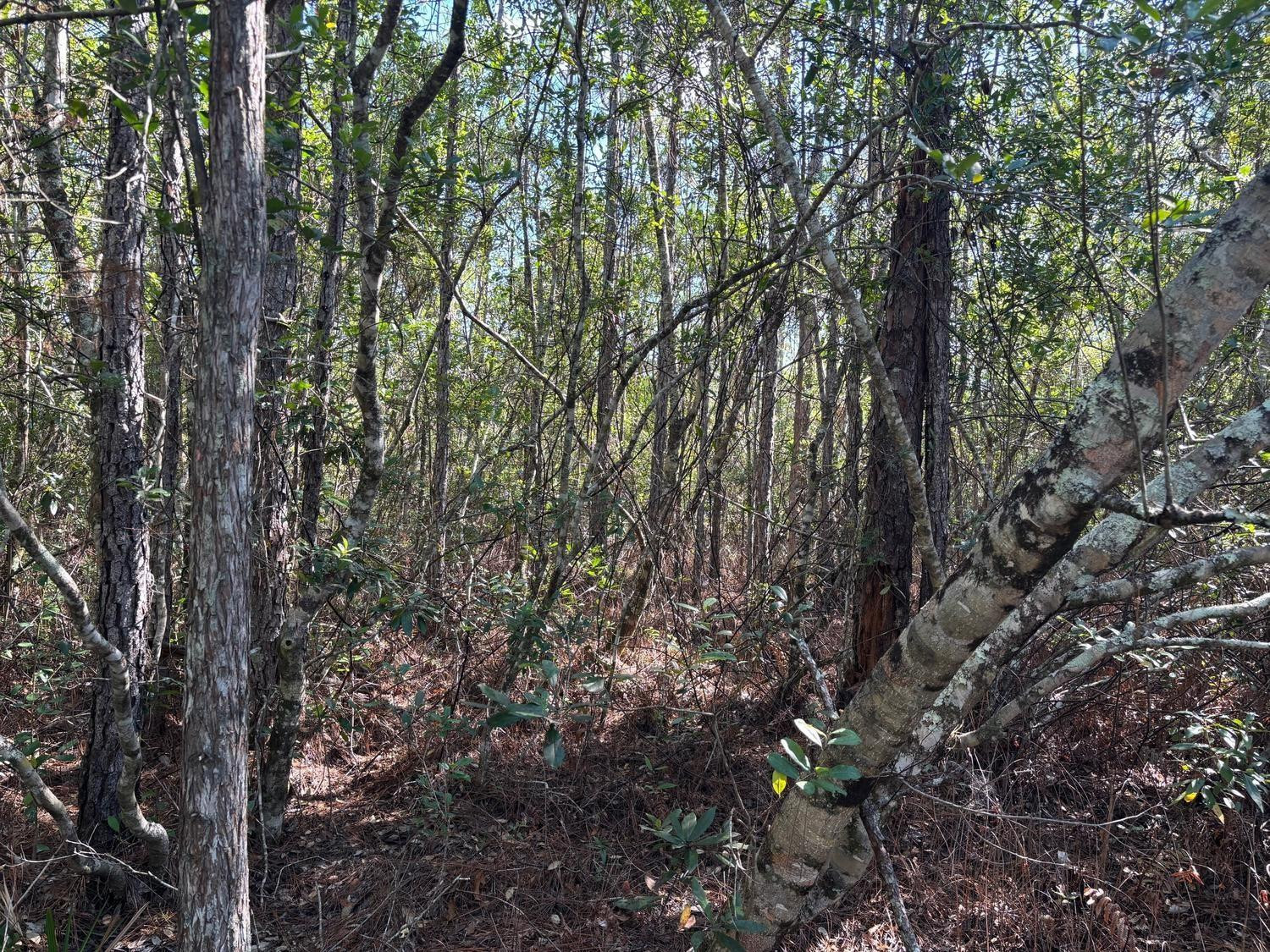 0 Holopaw Groves Road, St. Cloud, FL 34772, St Cloud