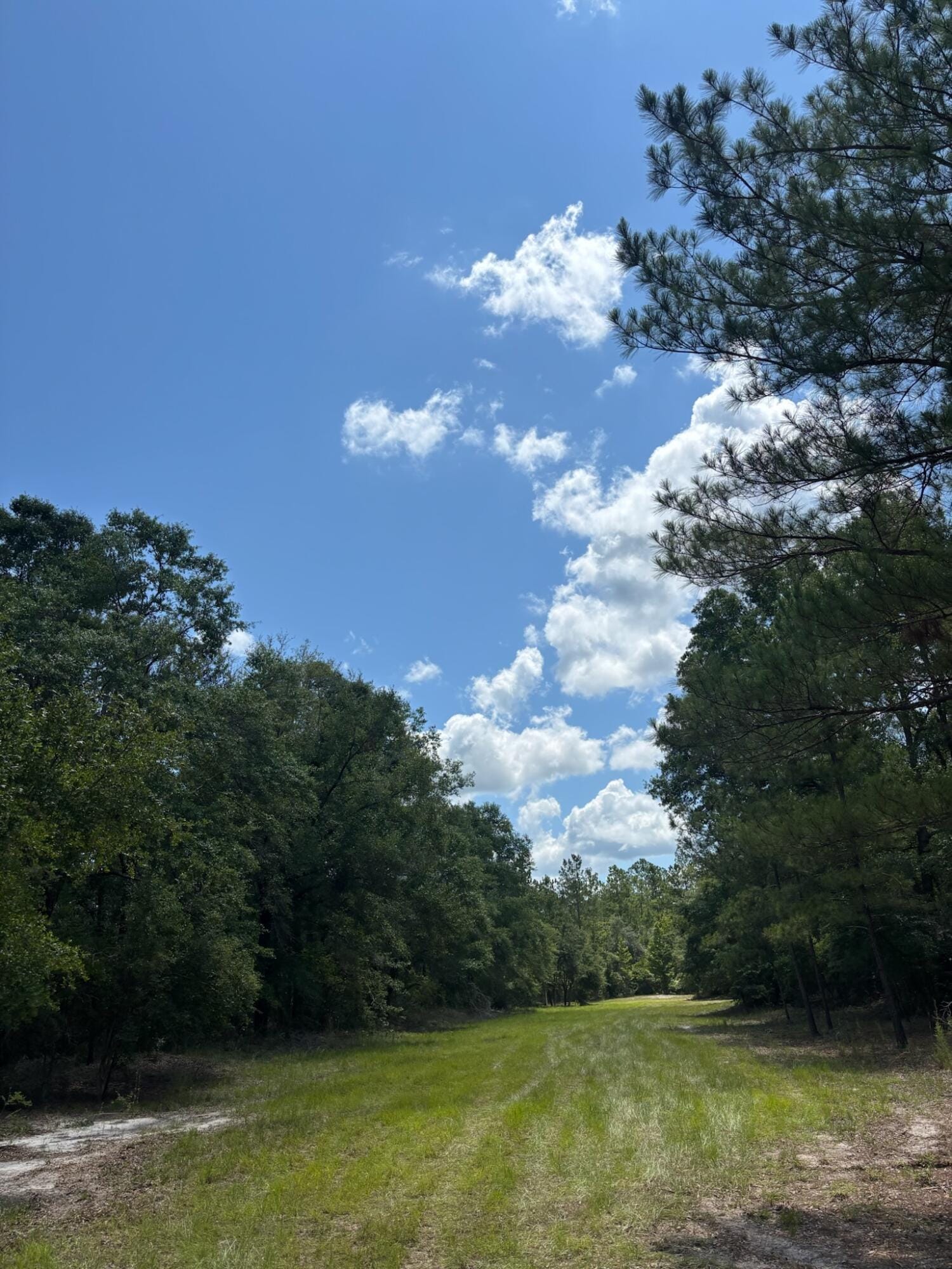 423 NW Bright Lake Court, White Springs, FL 32096 photo 29