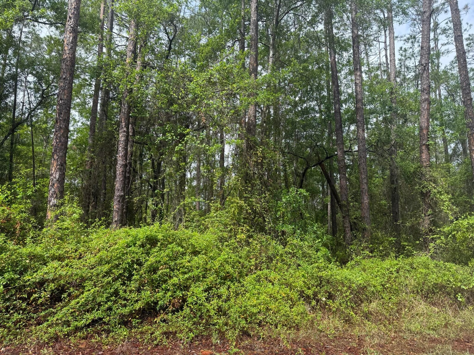 Tbd Seminole Avenue — photo 3