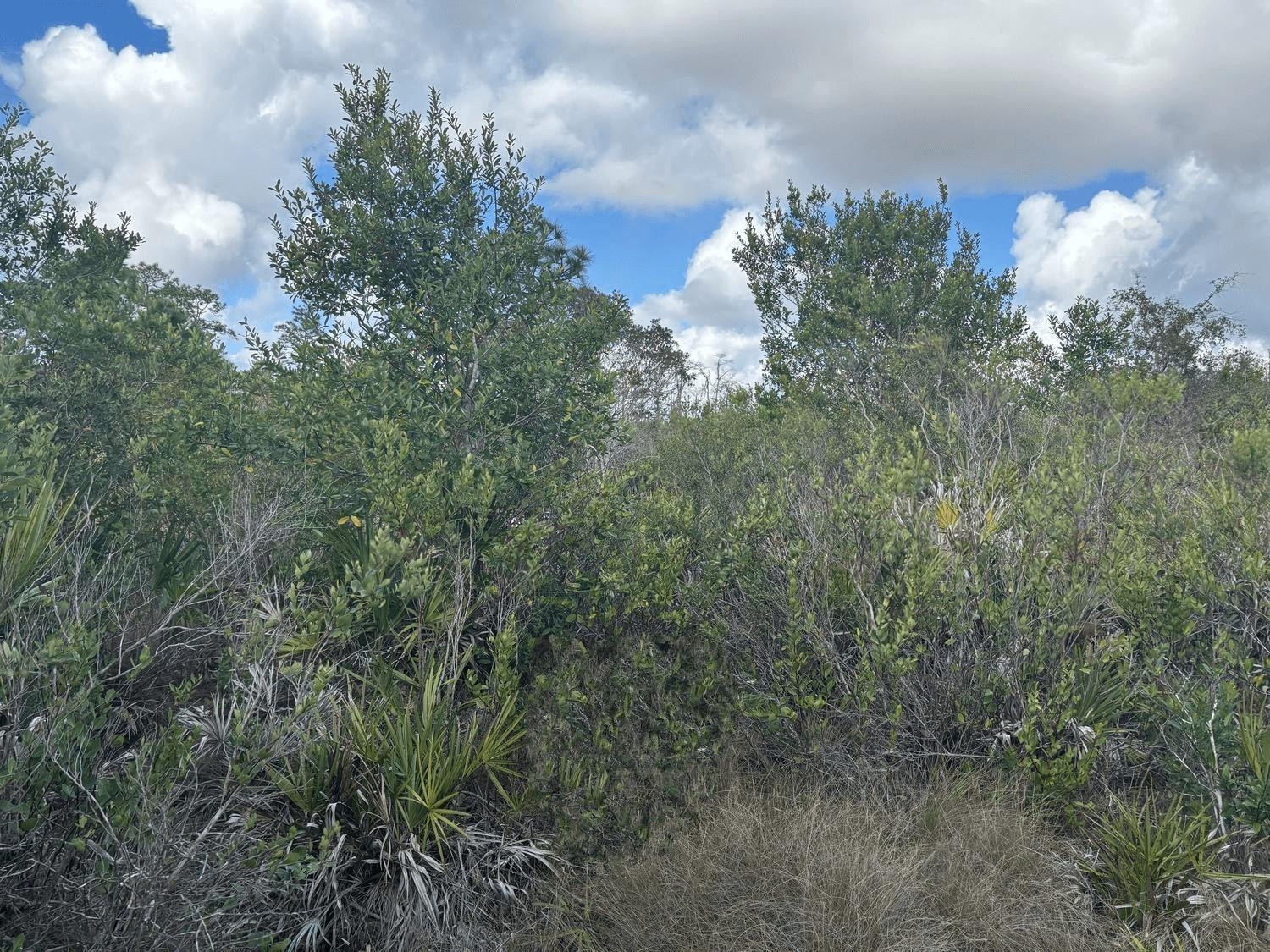 0 Holopaw Groves Road, St. Cloud, FL 34772, St Cloud