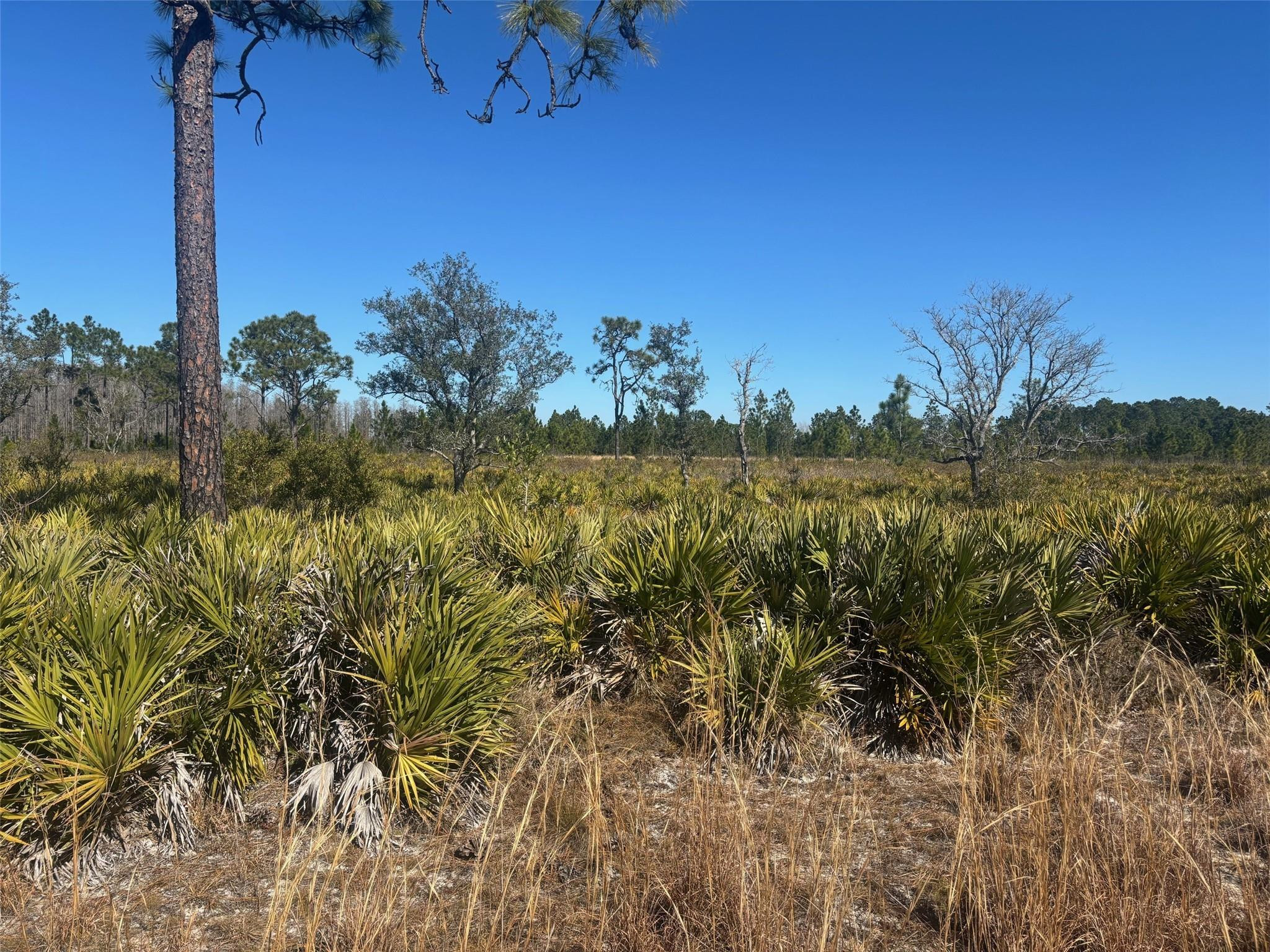 0 Xeriscape Nursery Road, Frostproof, FL 33843, Frostproof