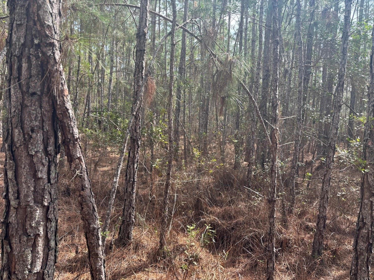 0 Old Grade Road, FL 33868, Polk City