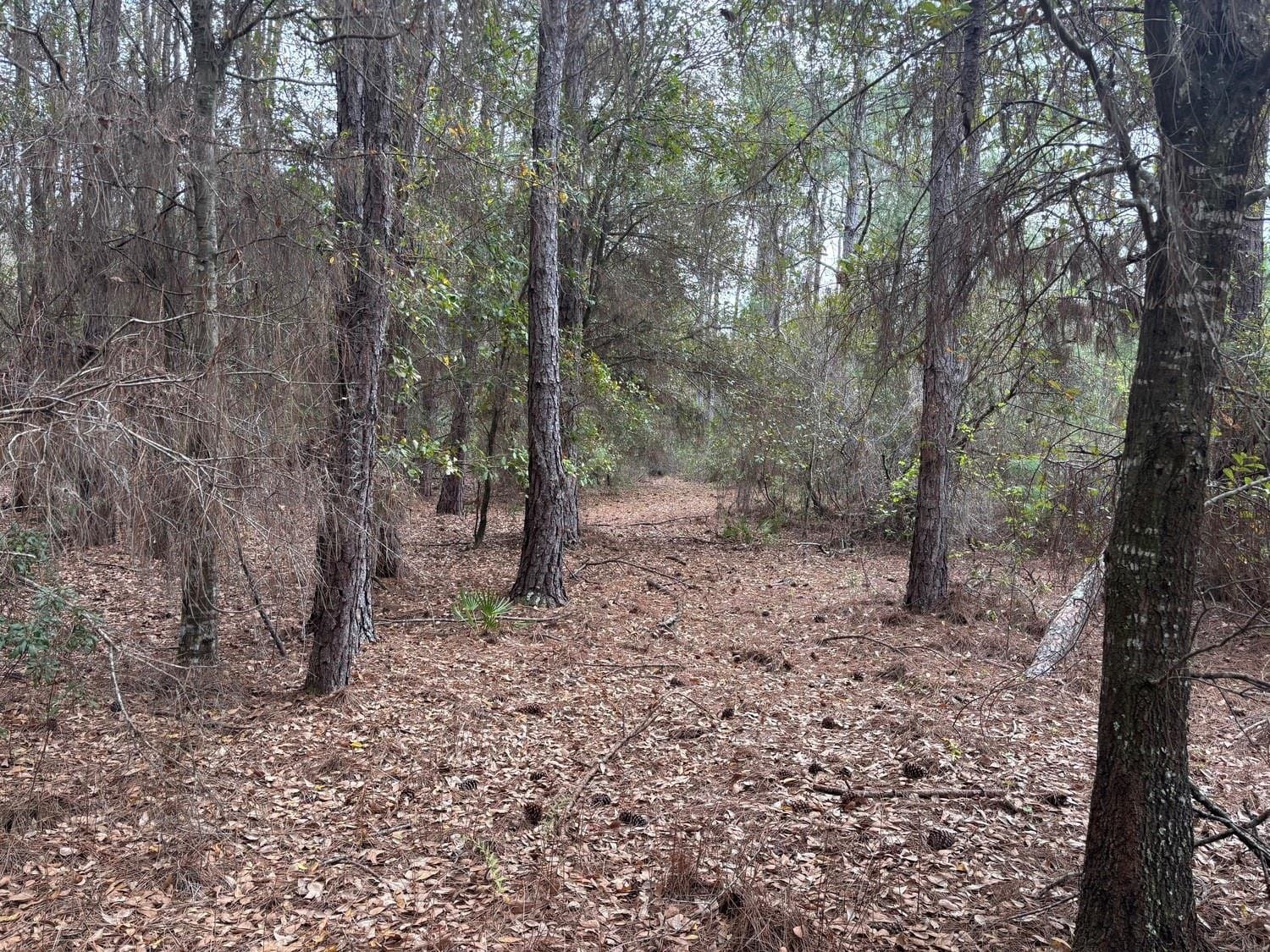 0 Old Grade Road, FL 33868 photo 2