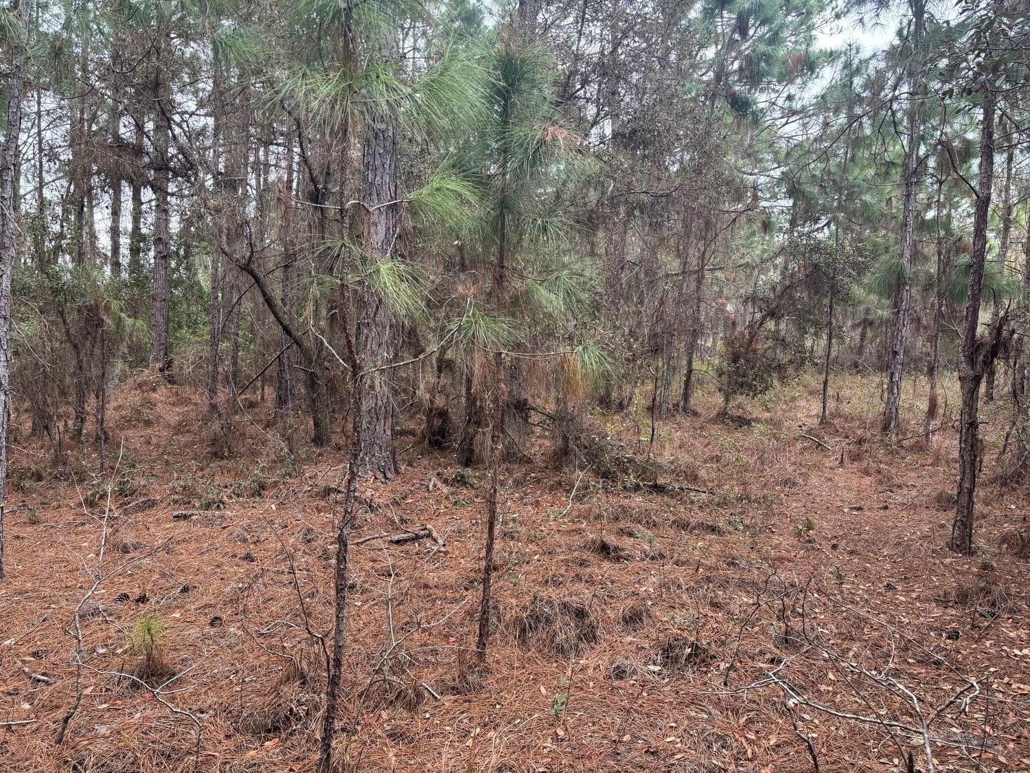 0 Old Grade Road, FL 33868 photo 2