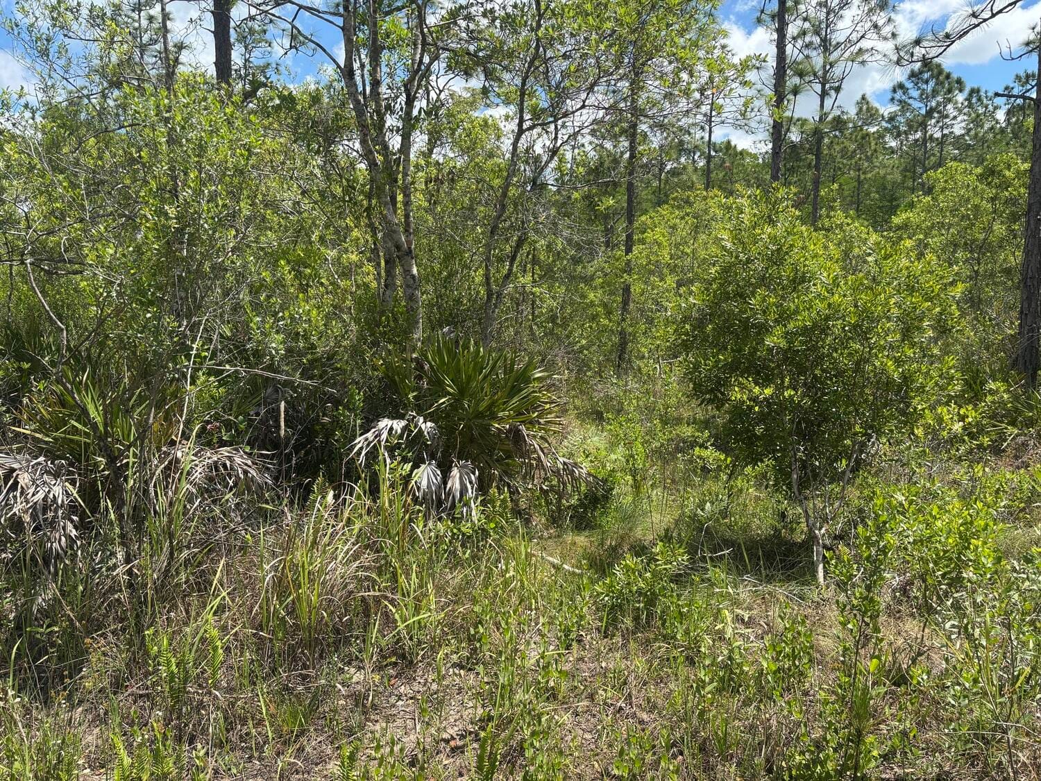 0 Holopaw Groves Road, St. Cloud, FL 34772 photo 2