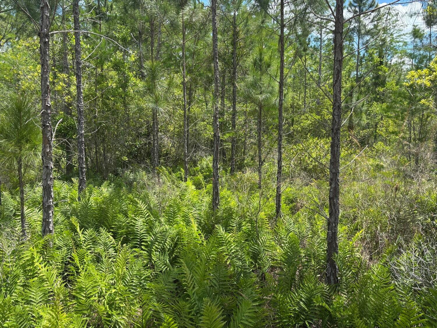 0 Holopaw Groves Road, St. Cloud, FL 34772 photo 2