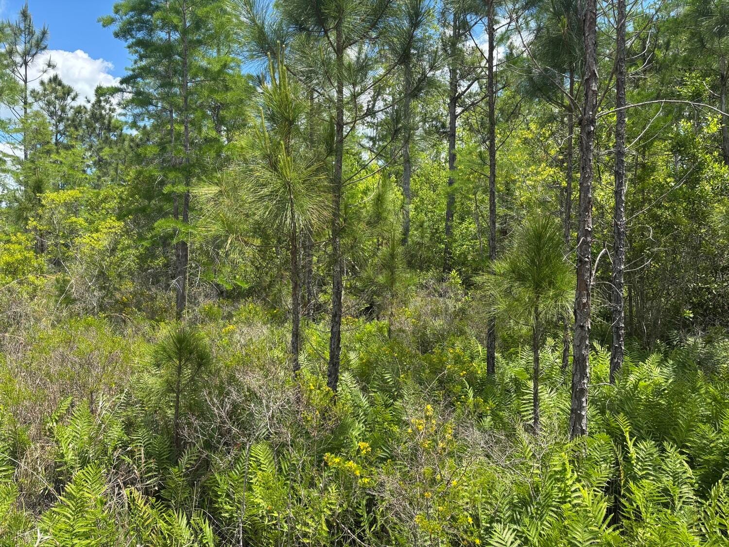 0 Holopaw Groves Road, St. Cloud, FL 34772 photo 3