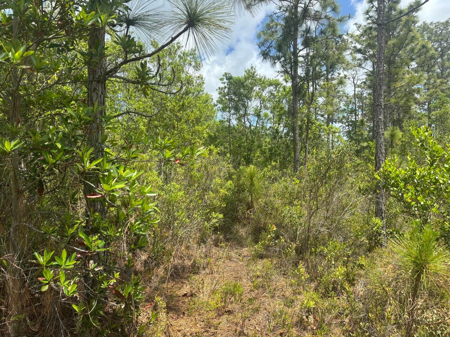 0 Holopaw Groves Road, St. Cloud, FL 34772 photo 1