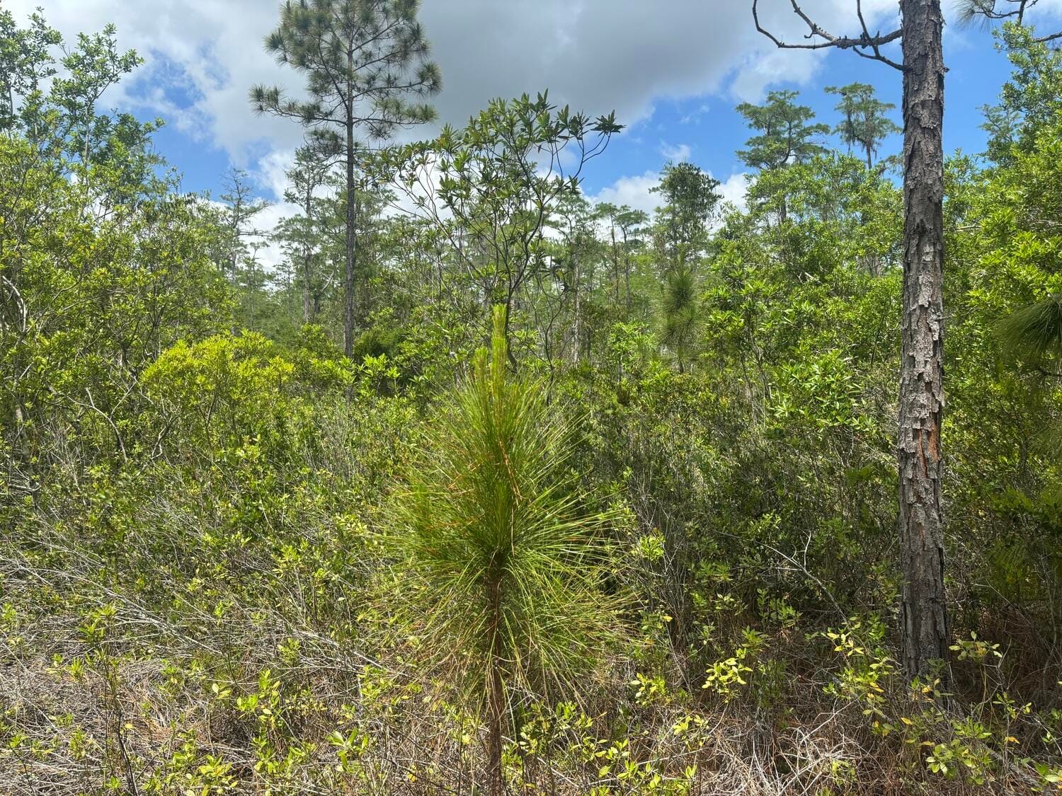0 Holopaw Groves Road, St. Cloud, FL 34772 photo 2
