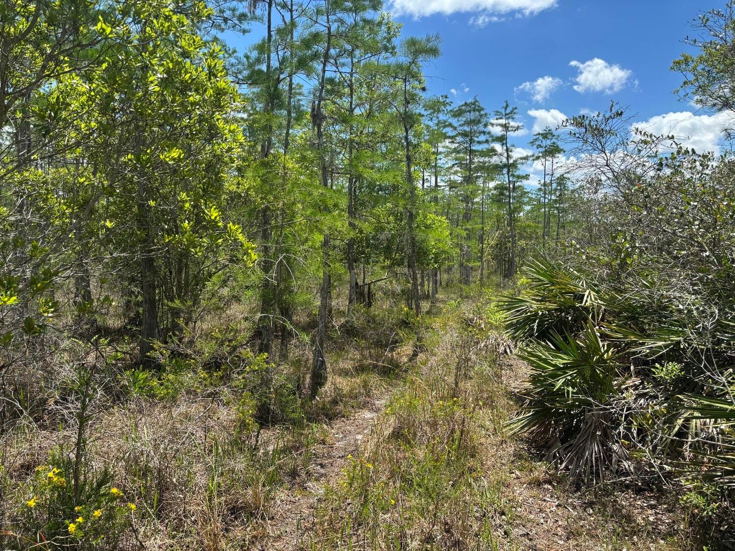 0 Holopaw Groves Road — photo 2