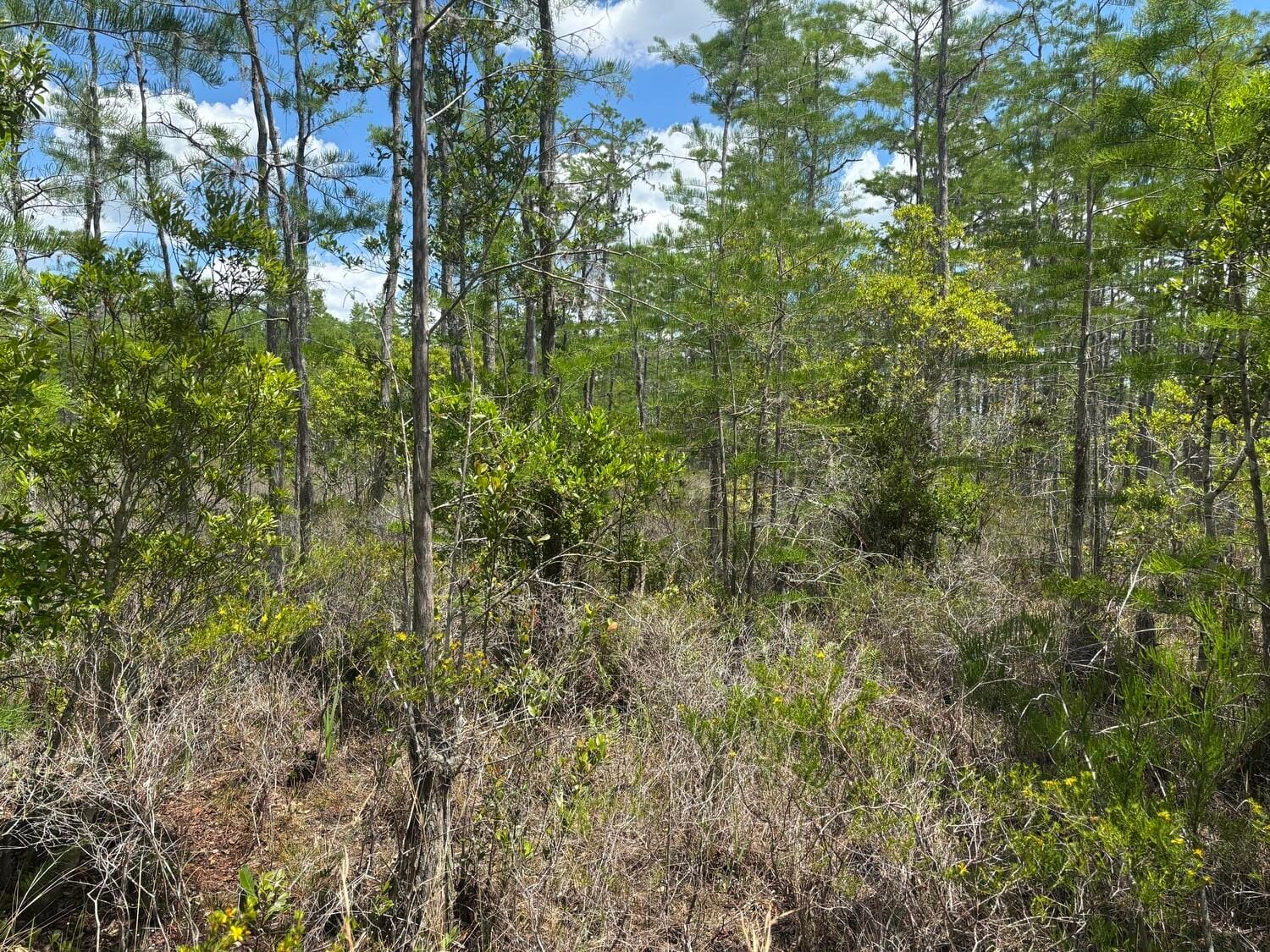 0 Holopaw Groves Road — photo 3