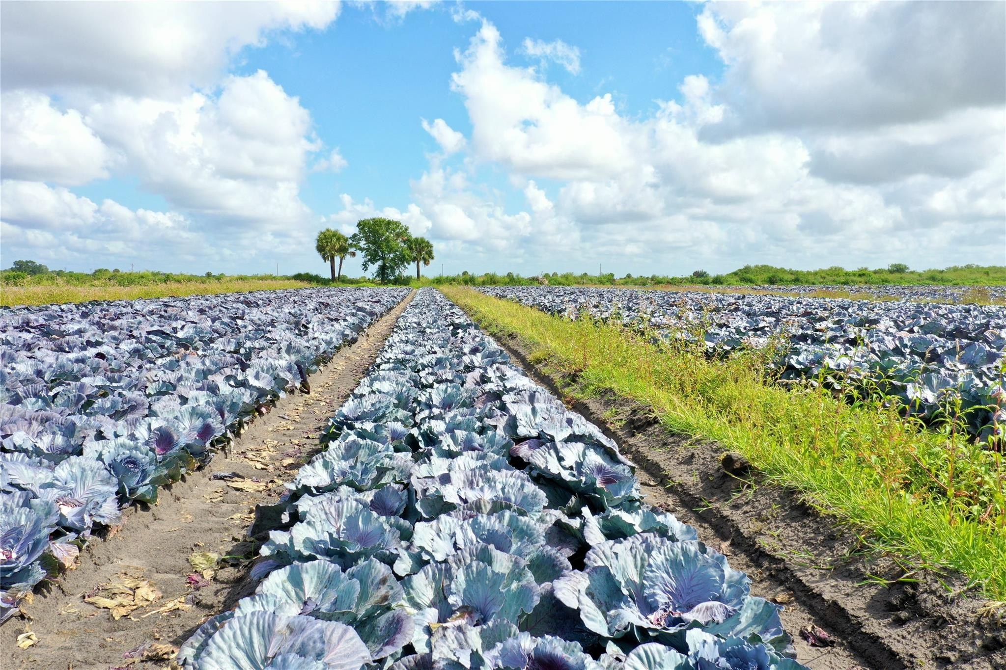 23481 NW 144th Avenue, Okeechobee, FL 34972, Okeechobee