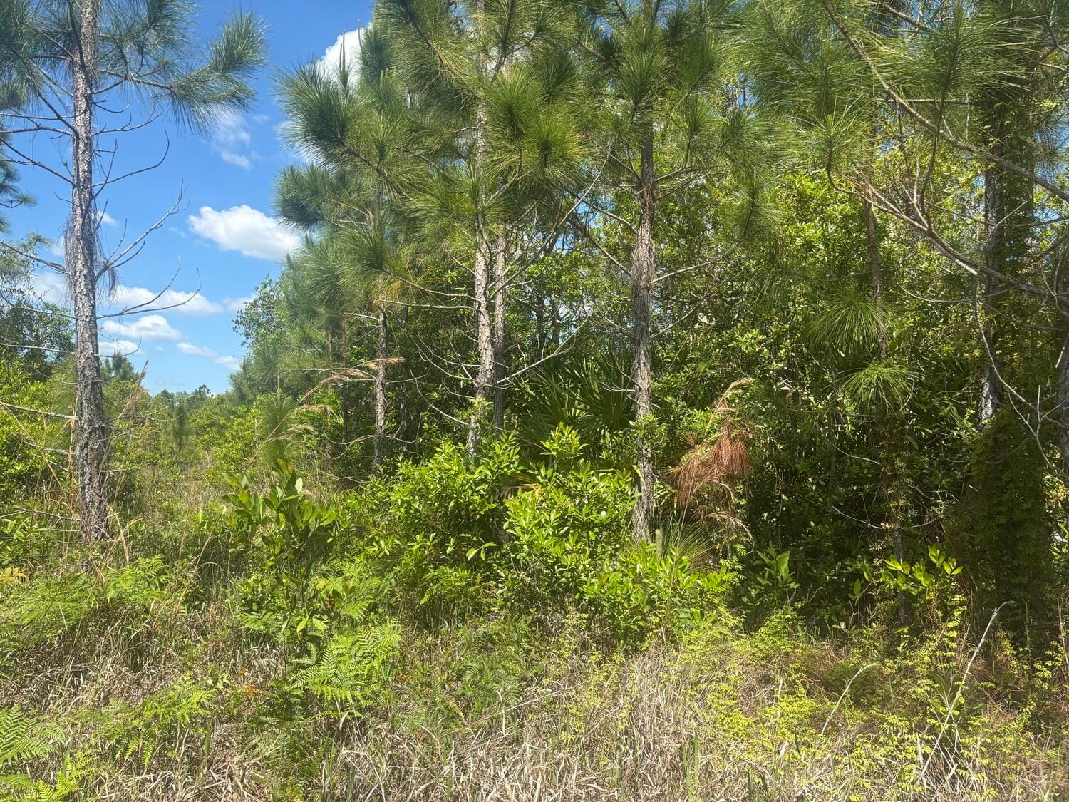 0 Holopaw Groves Road — photo 2