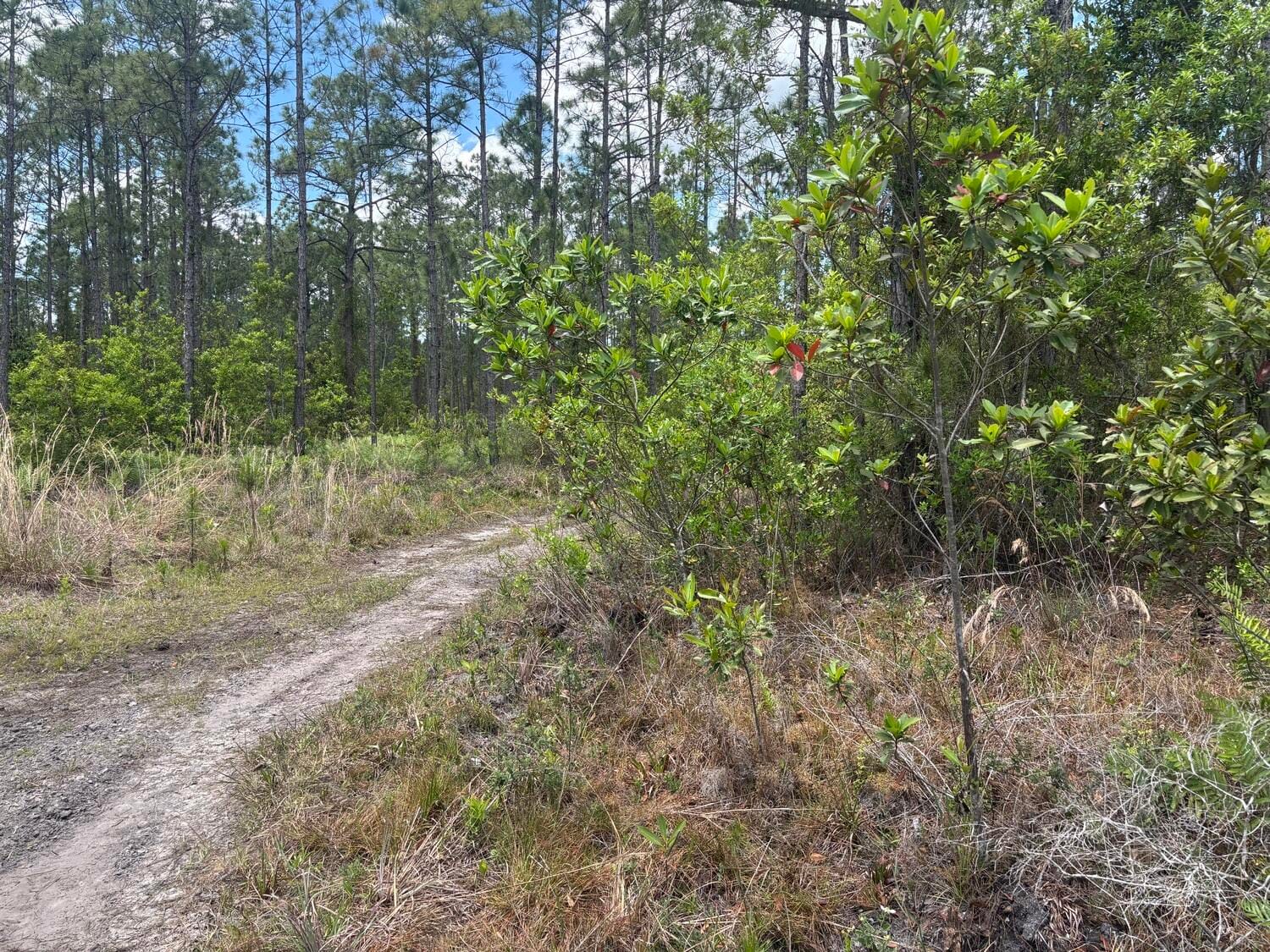 0 Holopaw Groves Road, St. Cloud, FL 34772 photo 1