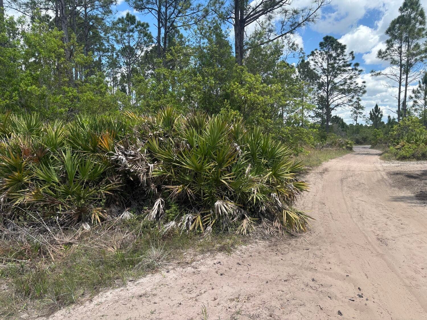 0 Holopaw Groves Road, St. Cloud, FL 34772 photo 2