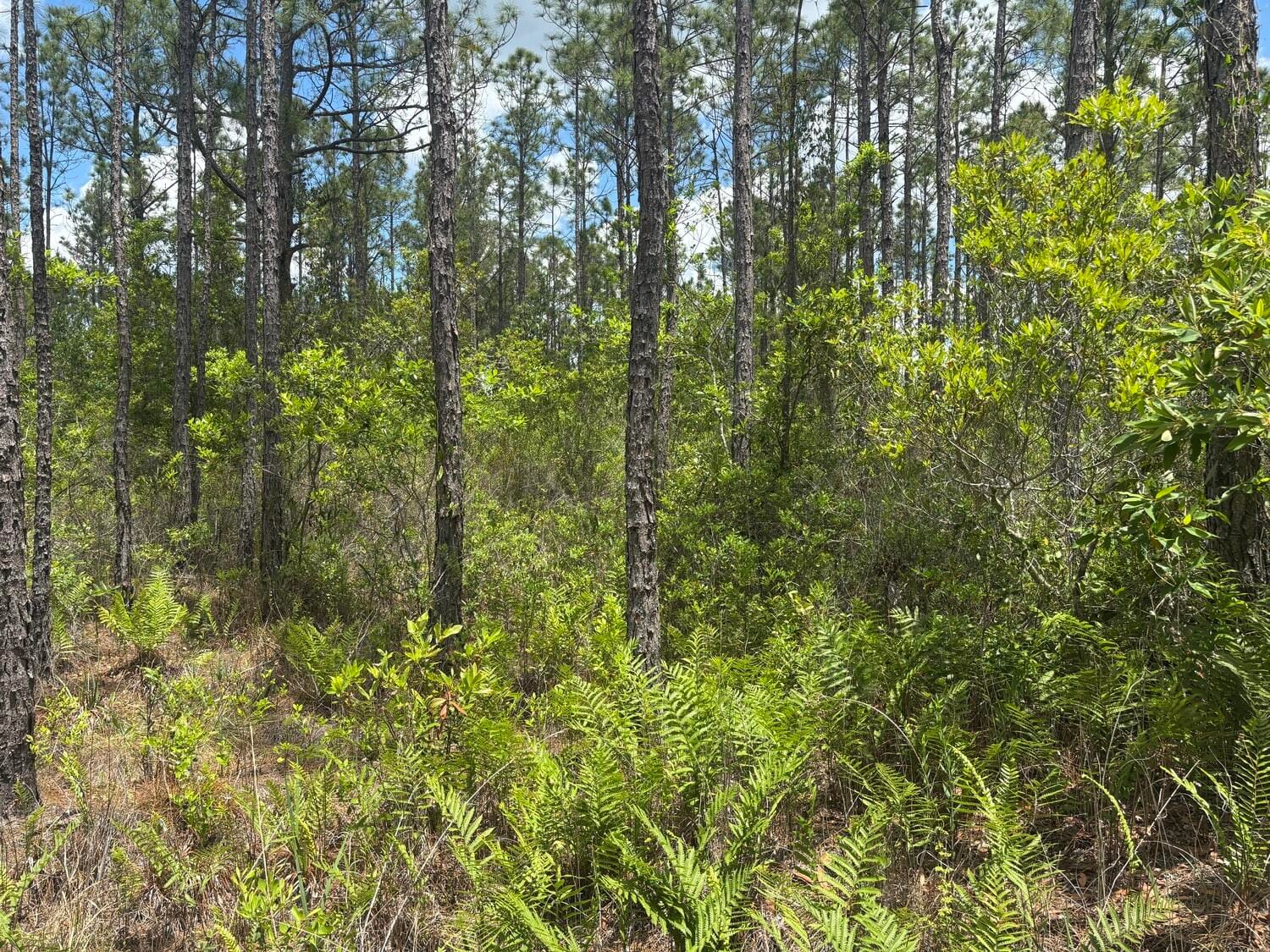0 Holopaw Groves Road — photo 2