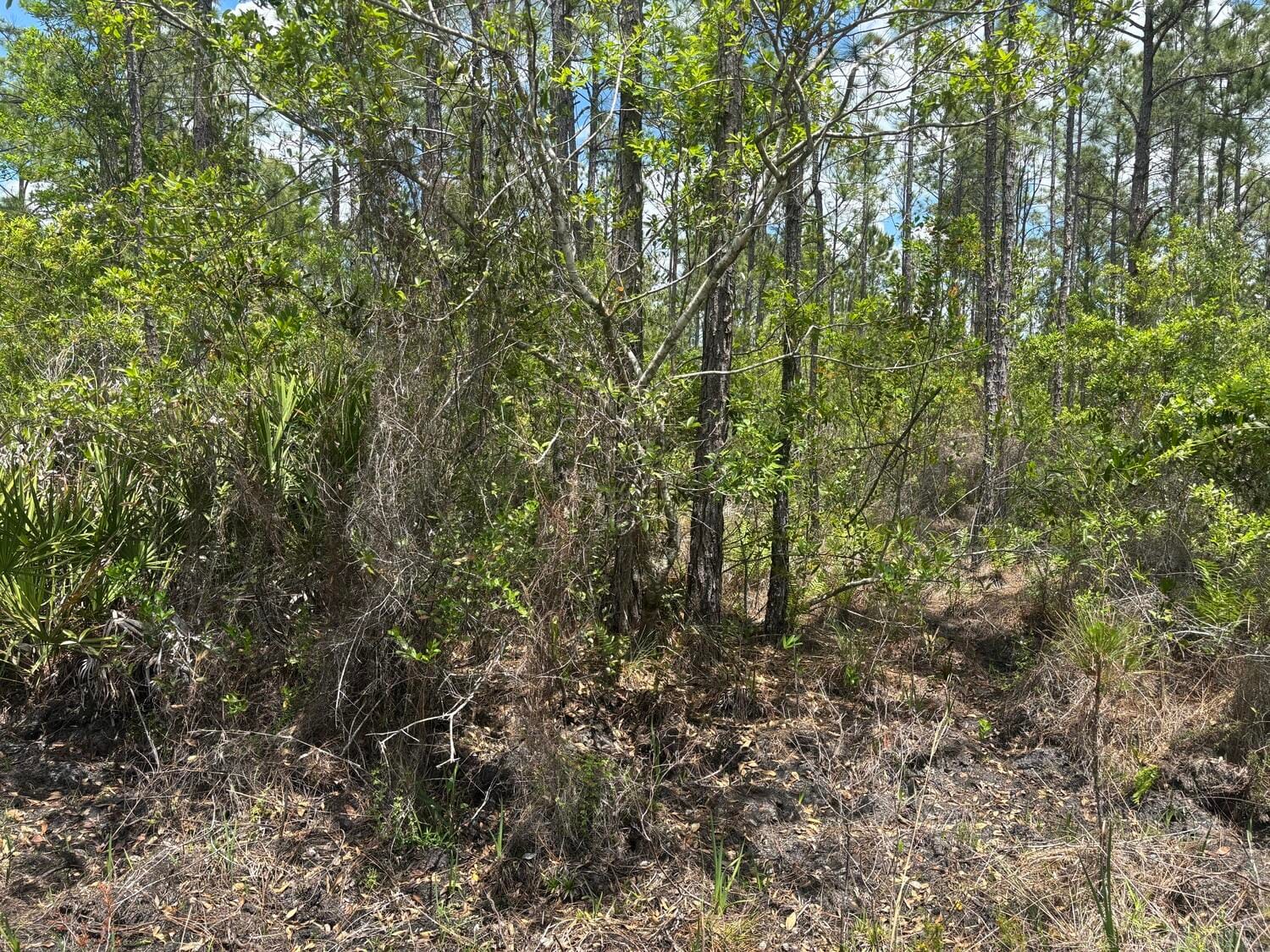 0 Holopaw Groves Road, St. Cloud, FL 34772 photo 2
