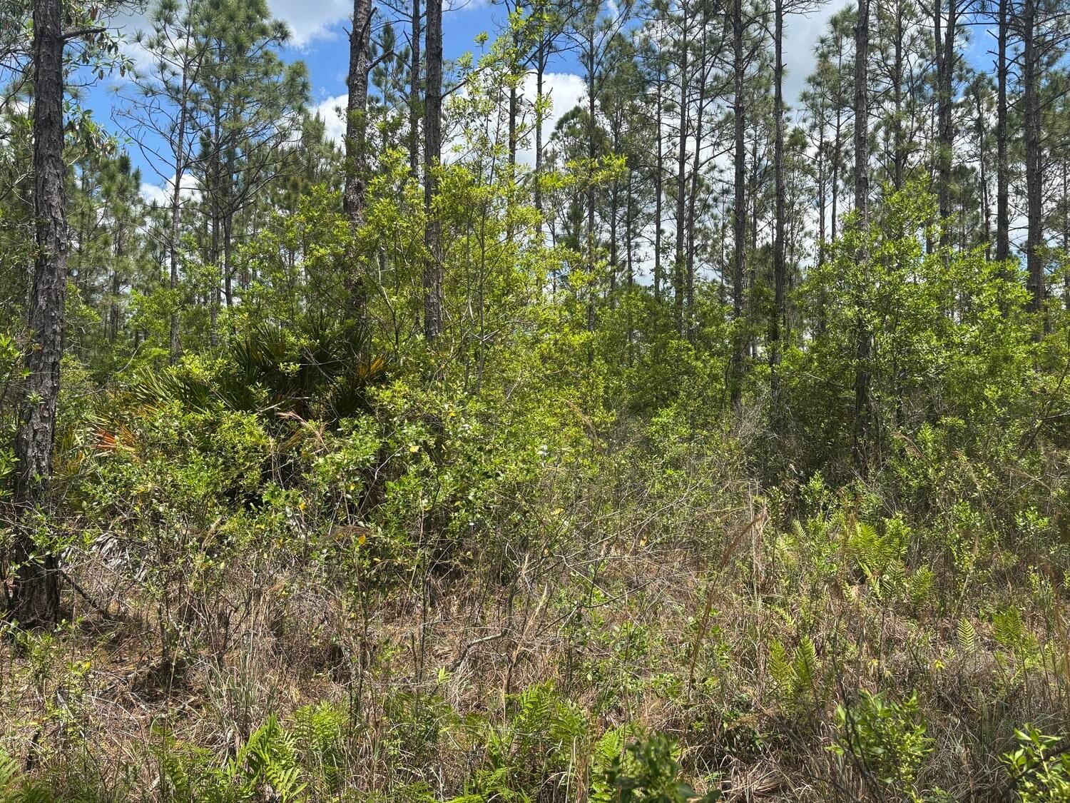0 Holopaw Groves Road, St. Cloud, FL 34772 photo 2