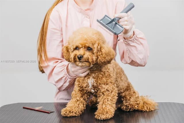 Pet Grooming, Pompano Beach, FL 33060