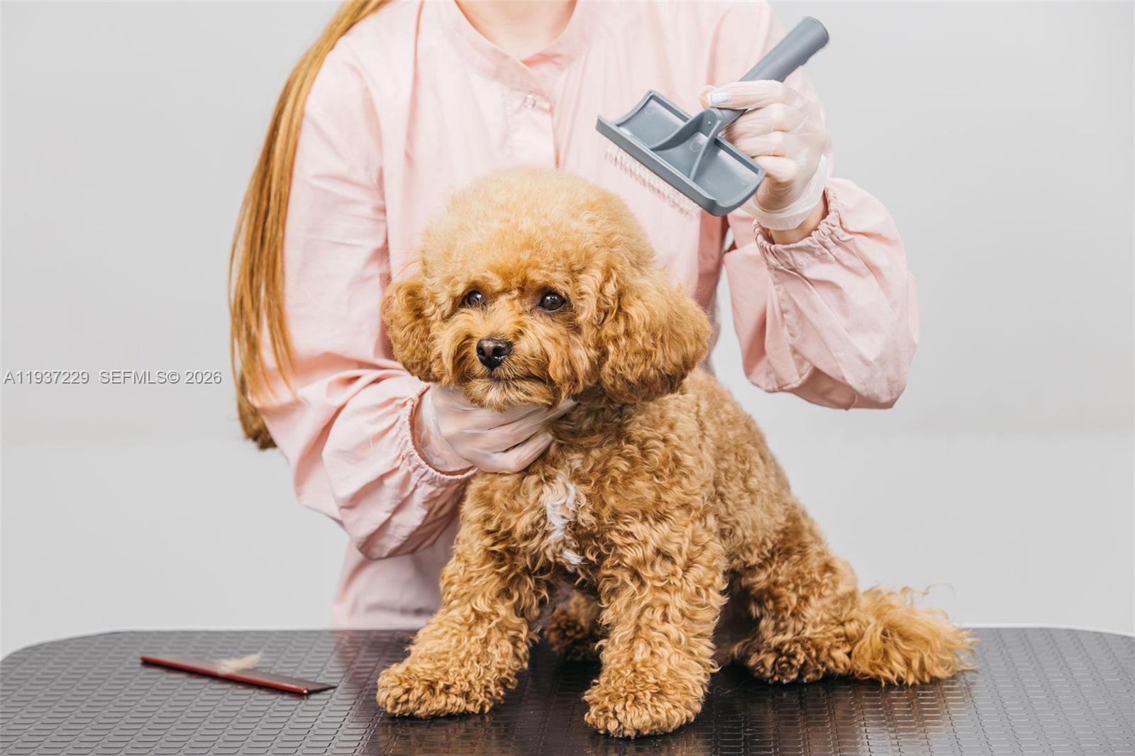 Pet Grooming, Pompano Beach, FL 33060, Pompano Beach