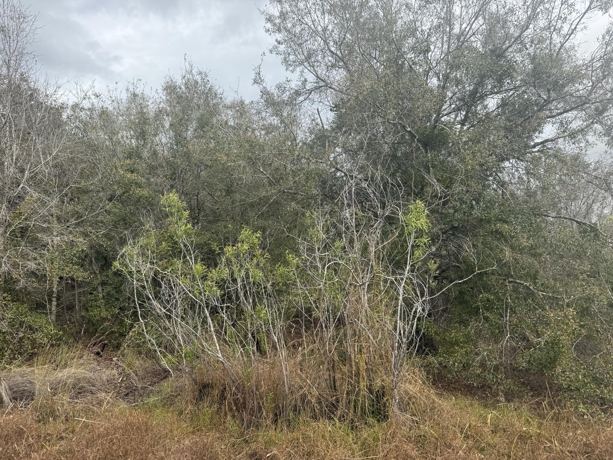 17667 NW 254th Street, Okeechobee, FL 34972, Okeechobee
