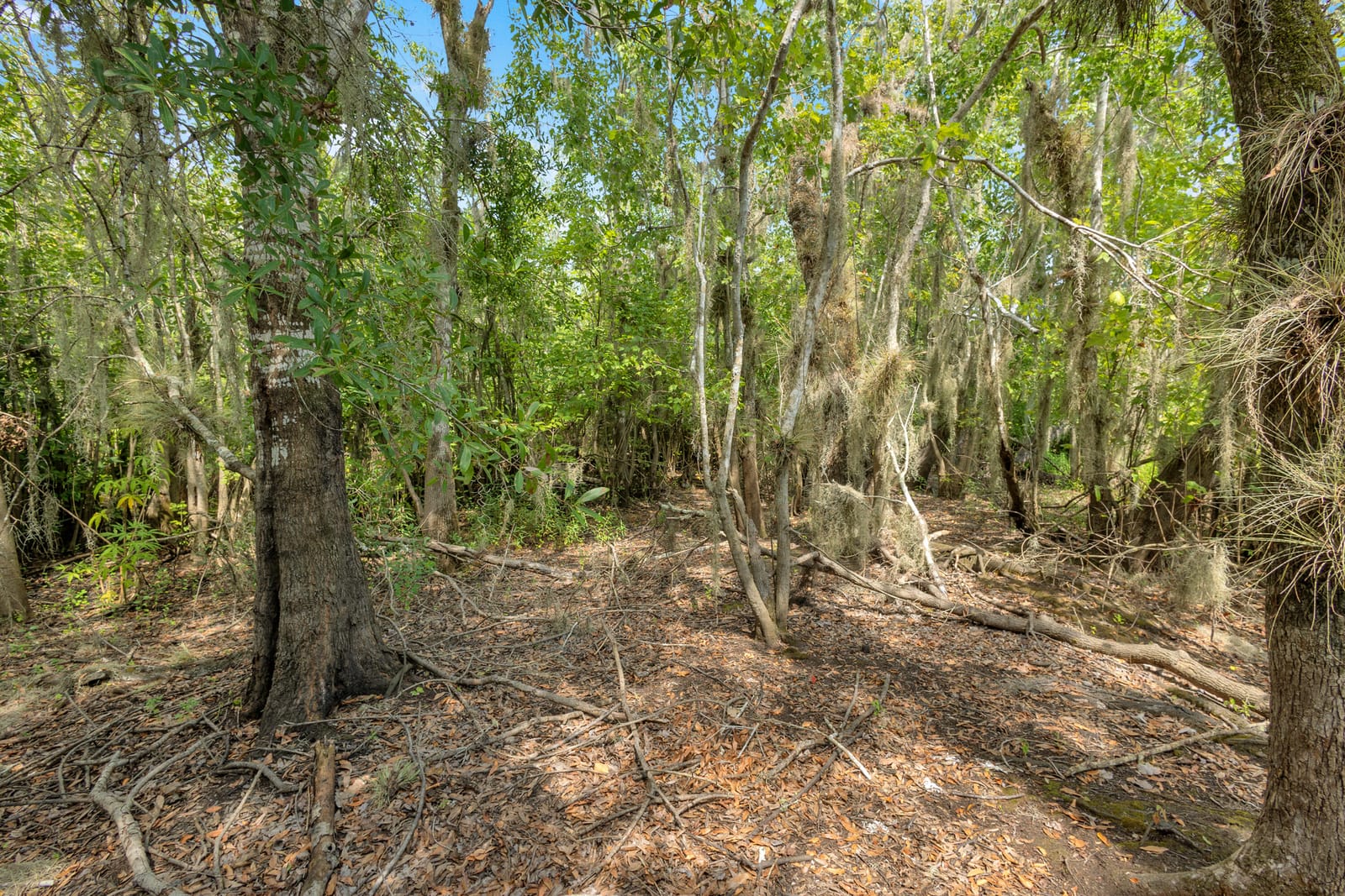 0000 Cummer Road, Deland, FL 32720 photo 2