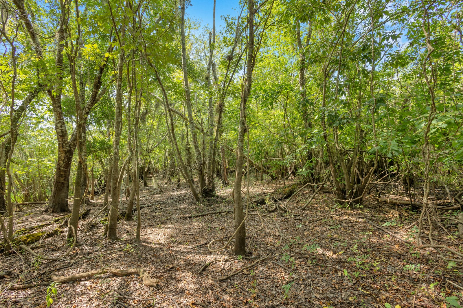 0000 Cummer Road, Deland, FL 32720 photo 3