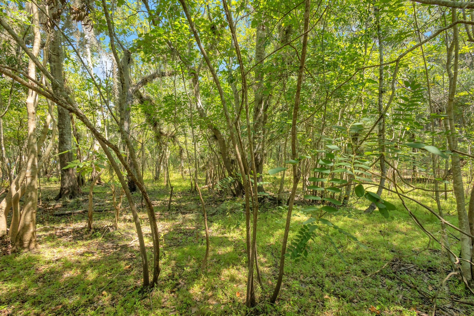0000 Cummer Road, Deland, FL 32720 photo 4