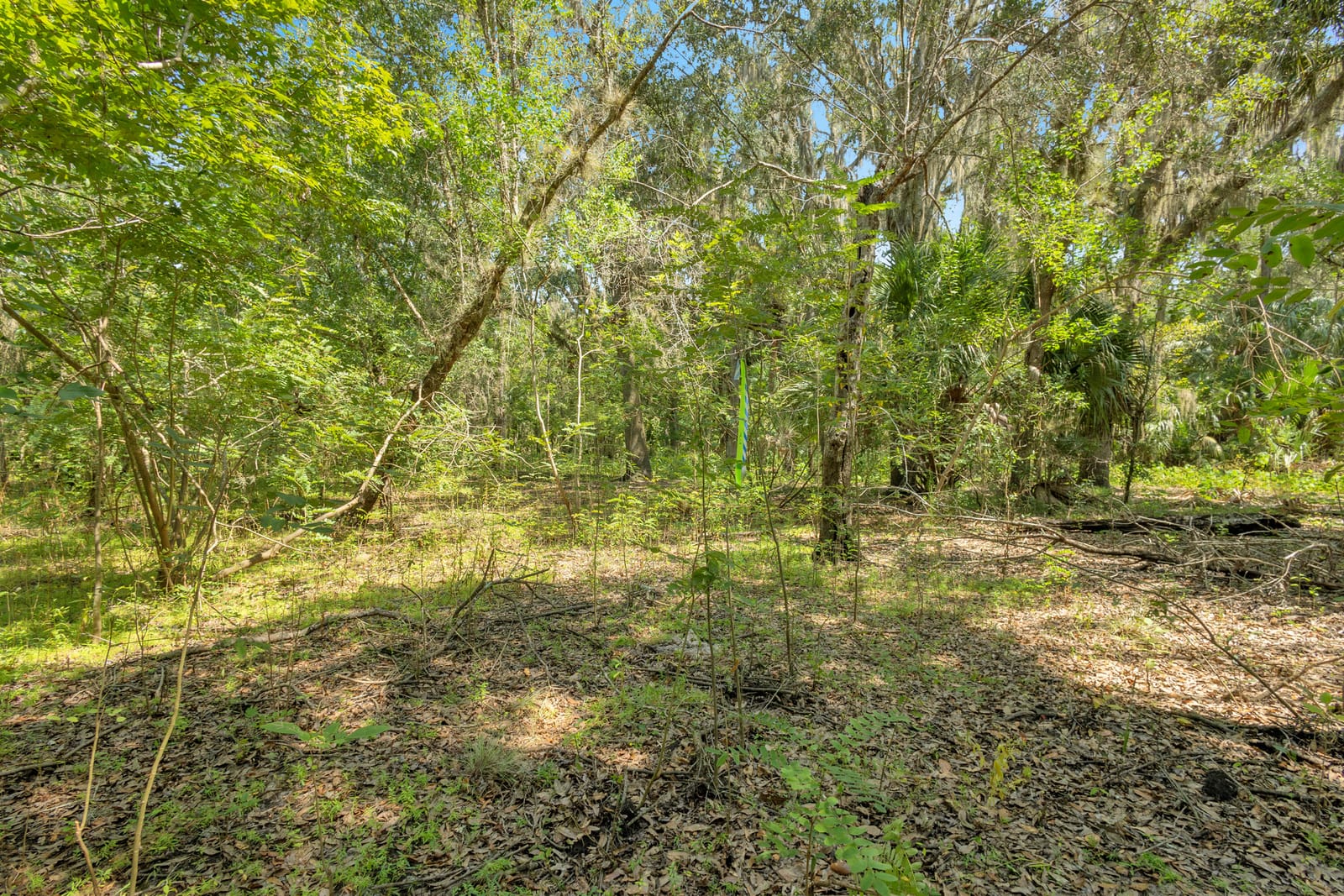 0000 Cummer Road, Deland, FL 32720 photo 5
