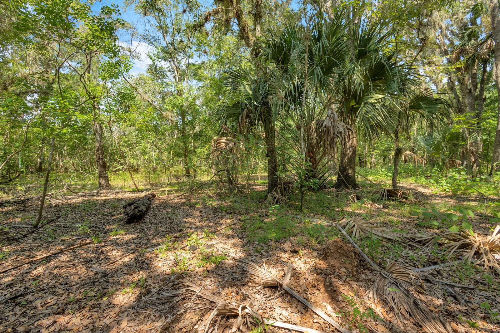 0000 Cummer Road, Deland, FL 32720 photo 6
