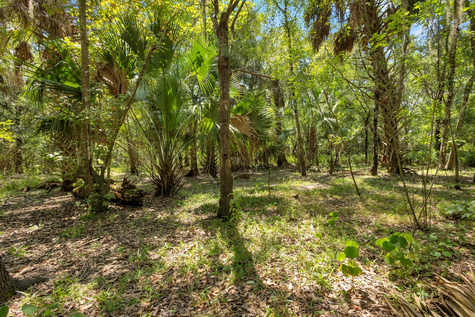 0000 Cummer Road, Deland, FL 32720 photo 7