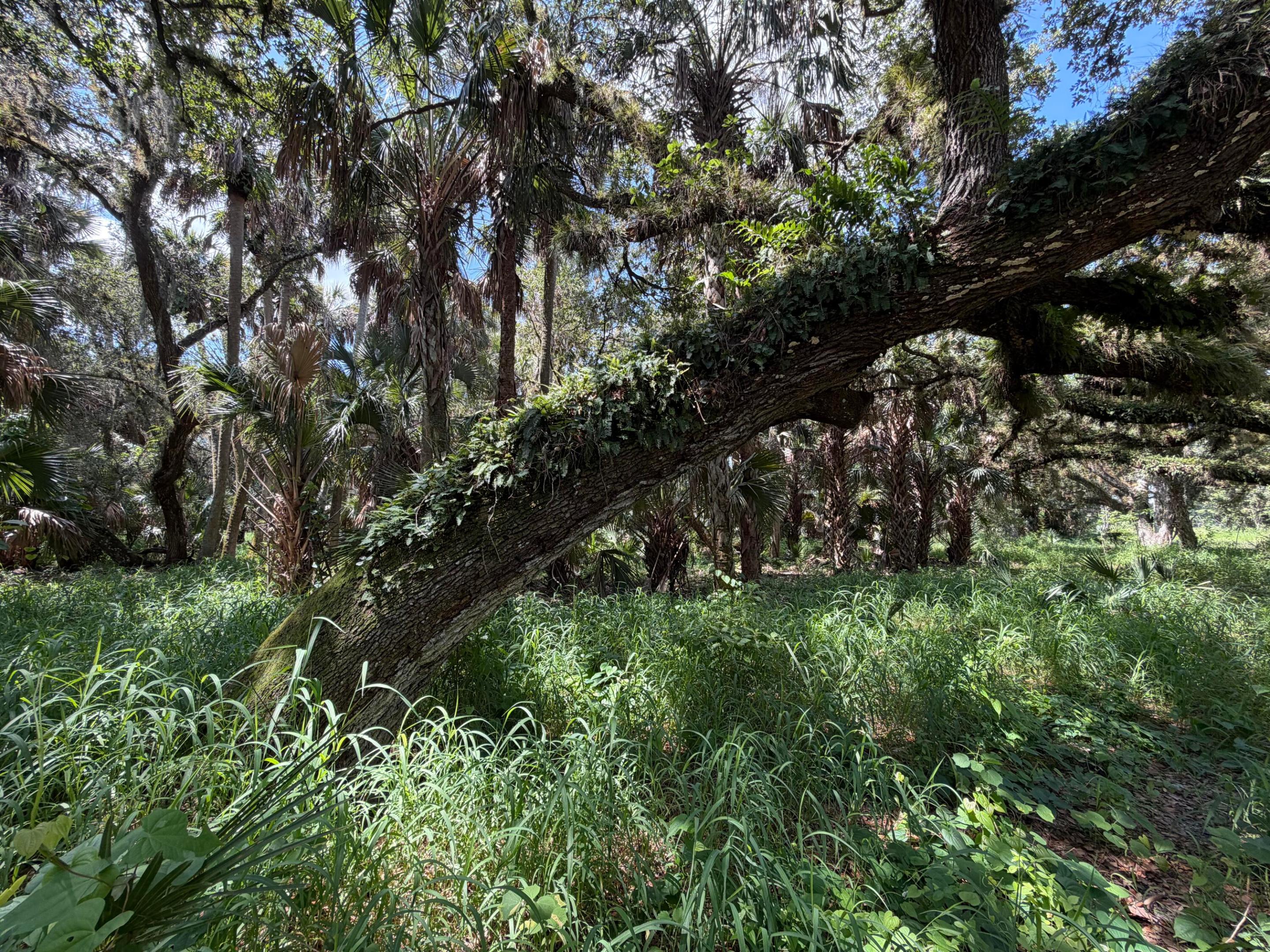 16477 NW 192nd Street, Okeechobee, FL 34972, Okeechobee