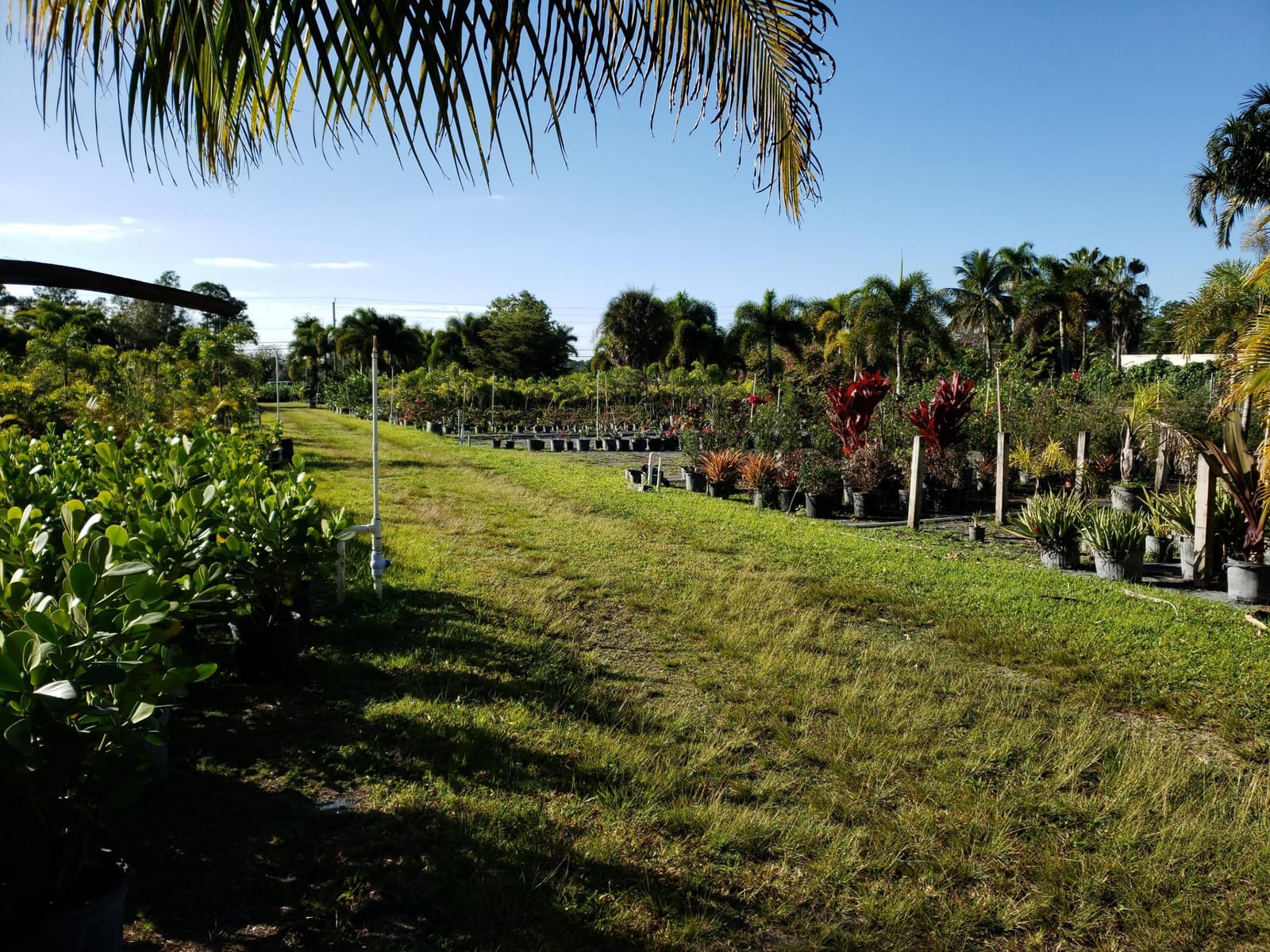 14375 Okeechobee Boulevard, Loxahatchee Groves, FL 33470 photo 2