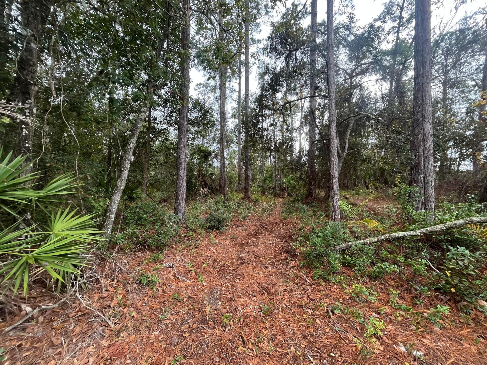 Tbd susan Street, Interlachen, FL 32148 photo 3